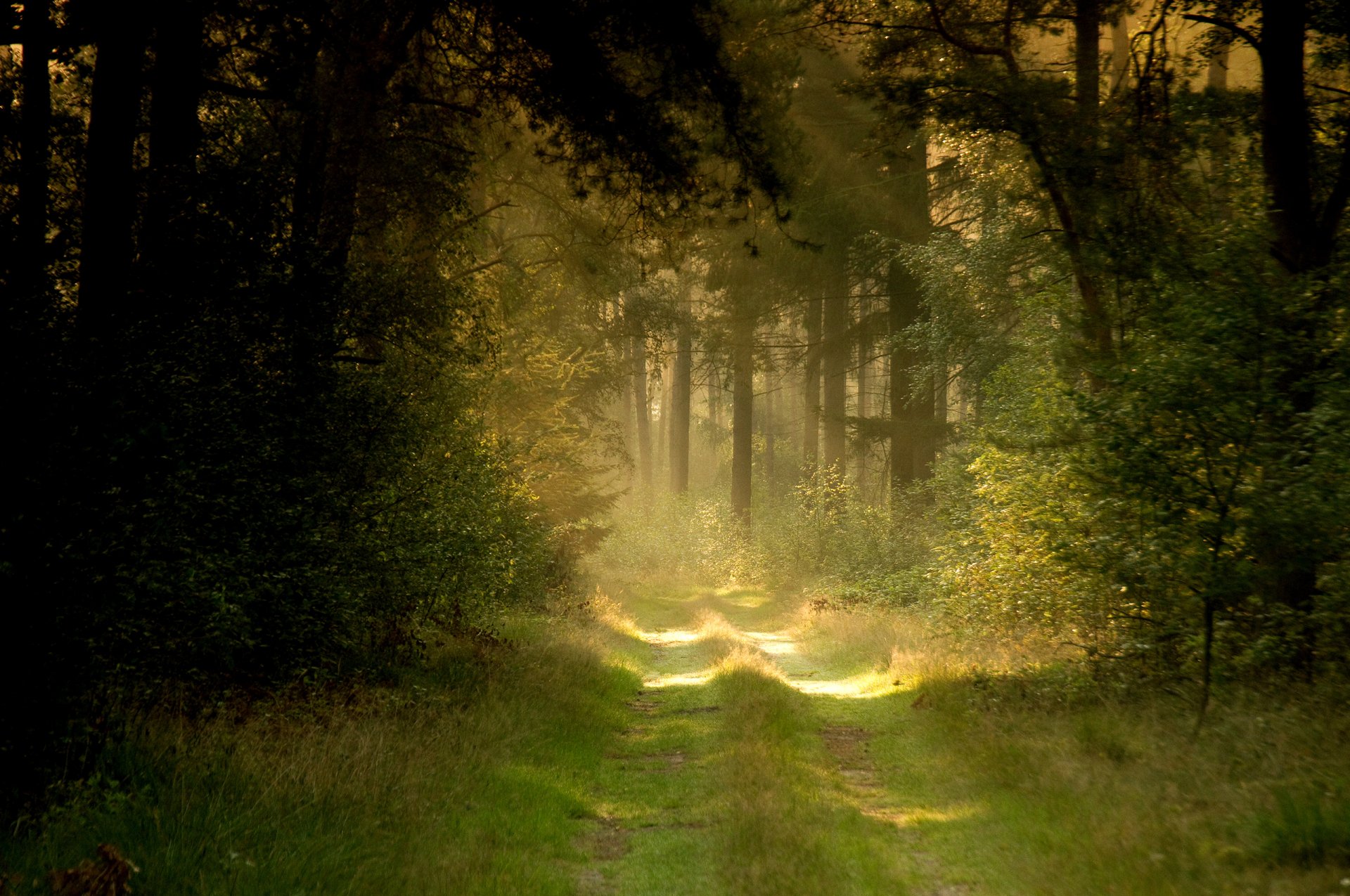 nature route forêt été