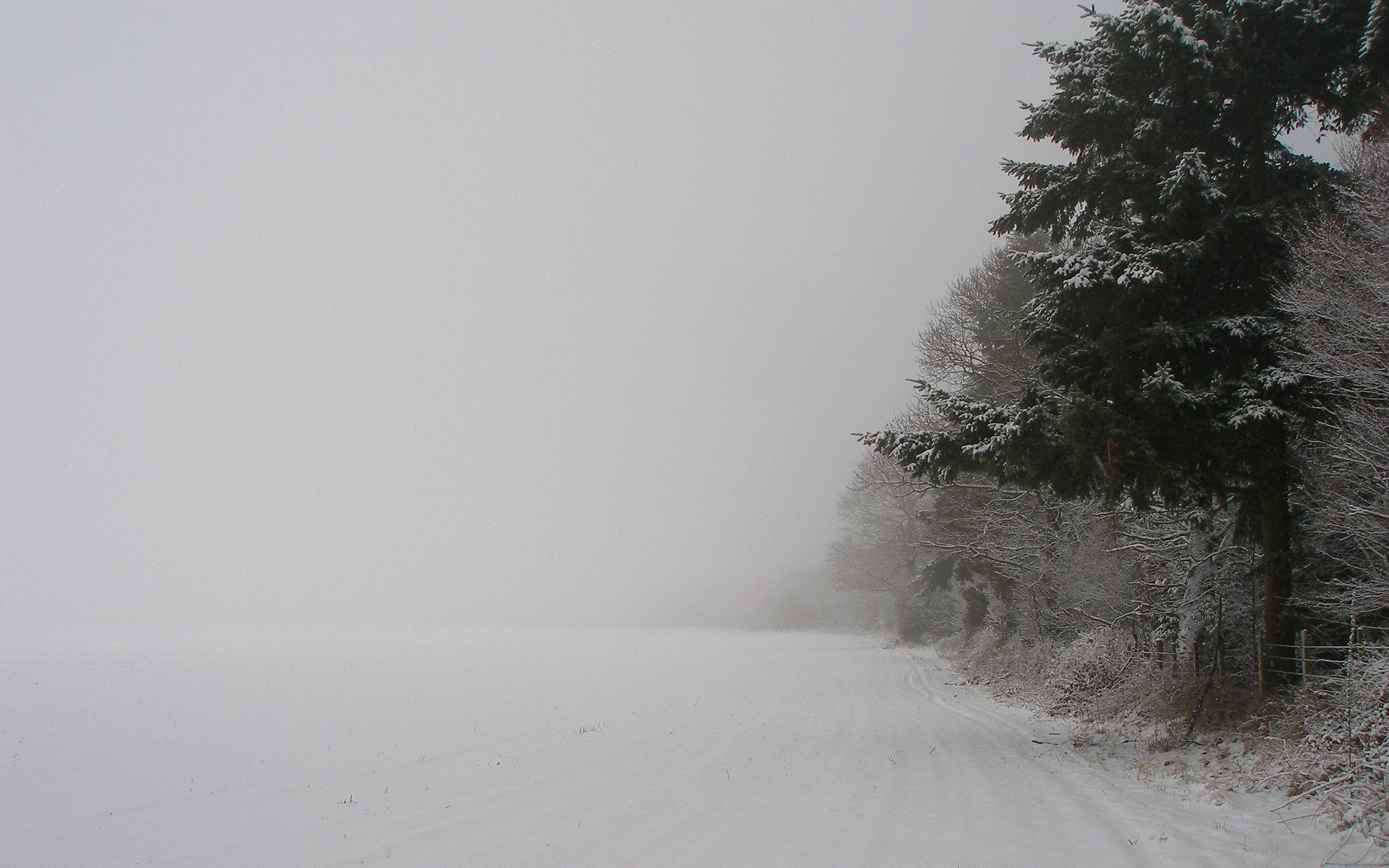 winter nature snow trees forest tree blizzard new year