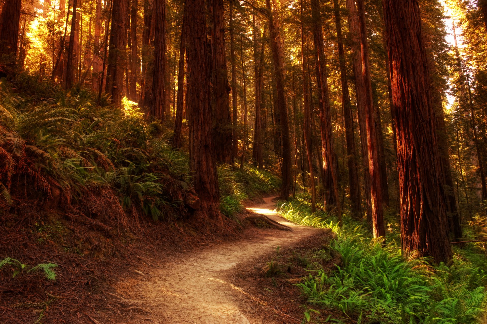 naturaleza bosques árboles caminos hierba