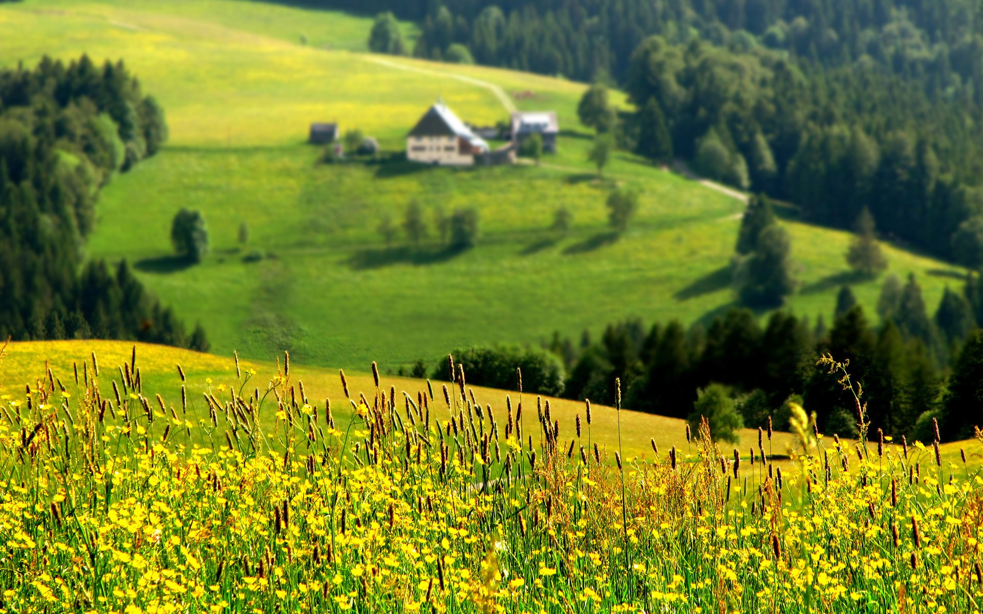 pente haut vue flou forêt maison été herbes fleurs soleil