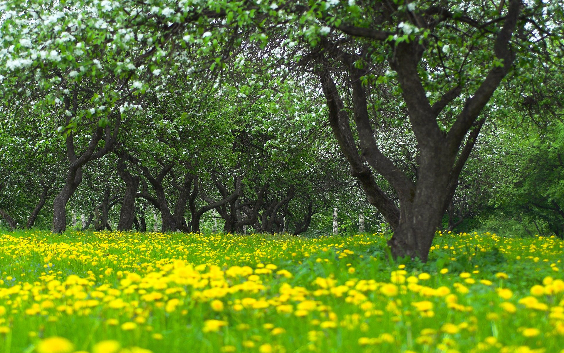 jardín árboles manzanos floración dientes de león hierba flores desenfoque primavera naturaleza