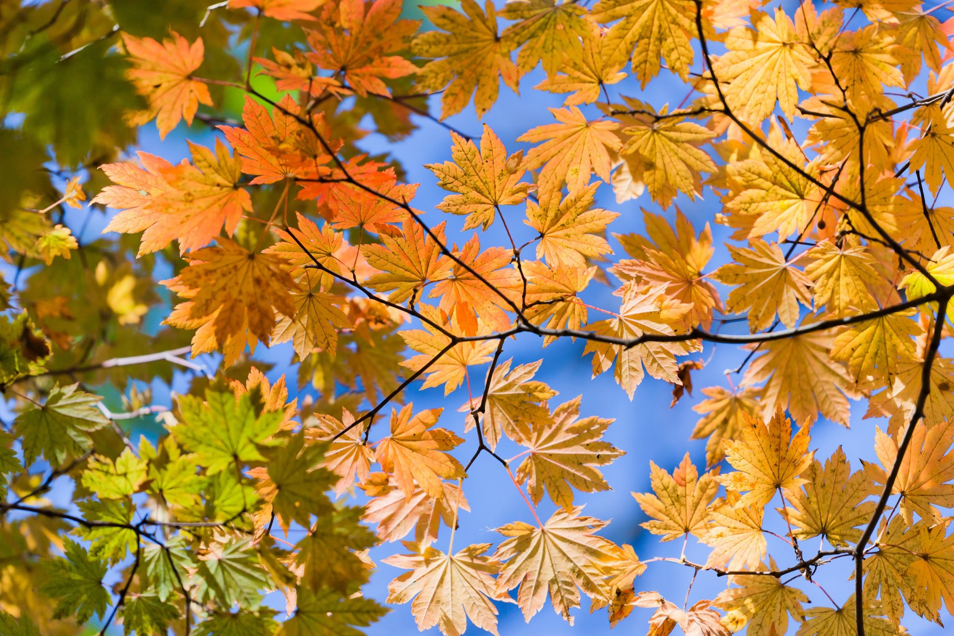 herbst minuten zu fuß vom bahnhof entfernt herbst blätter ansicht unten