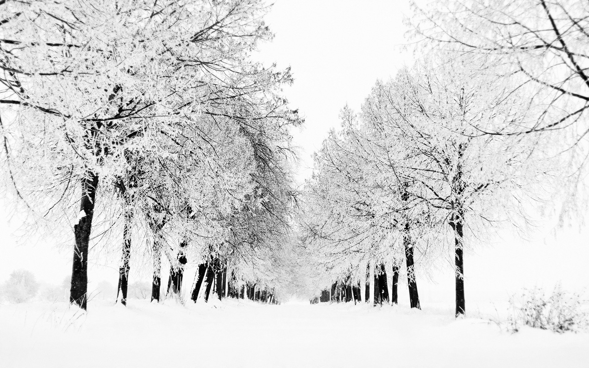 inverno natura neve albero alberi vista tempesta di neve