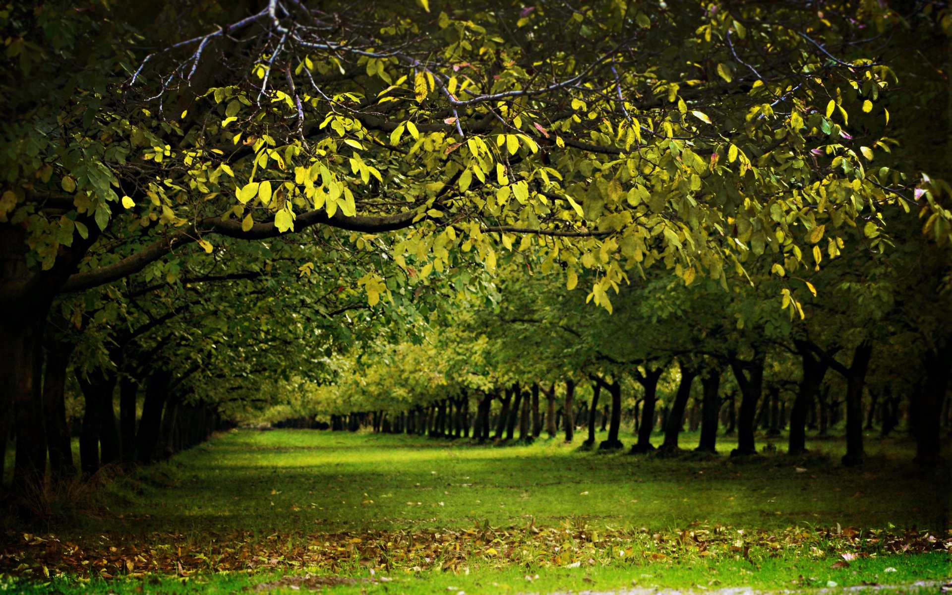 natur wald baum bäume allee alleen frühling sommer grün gras mit natur