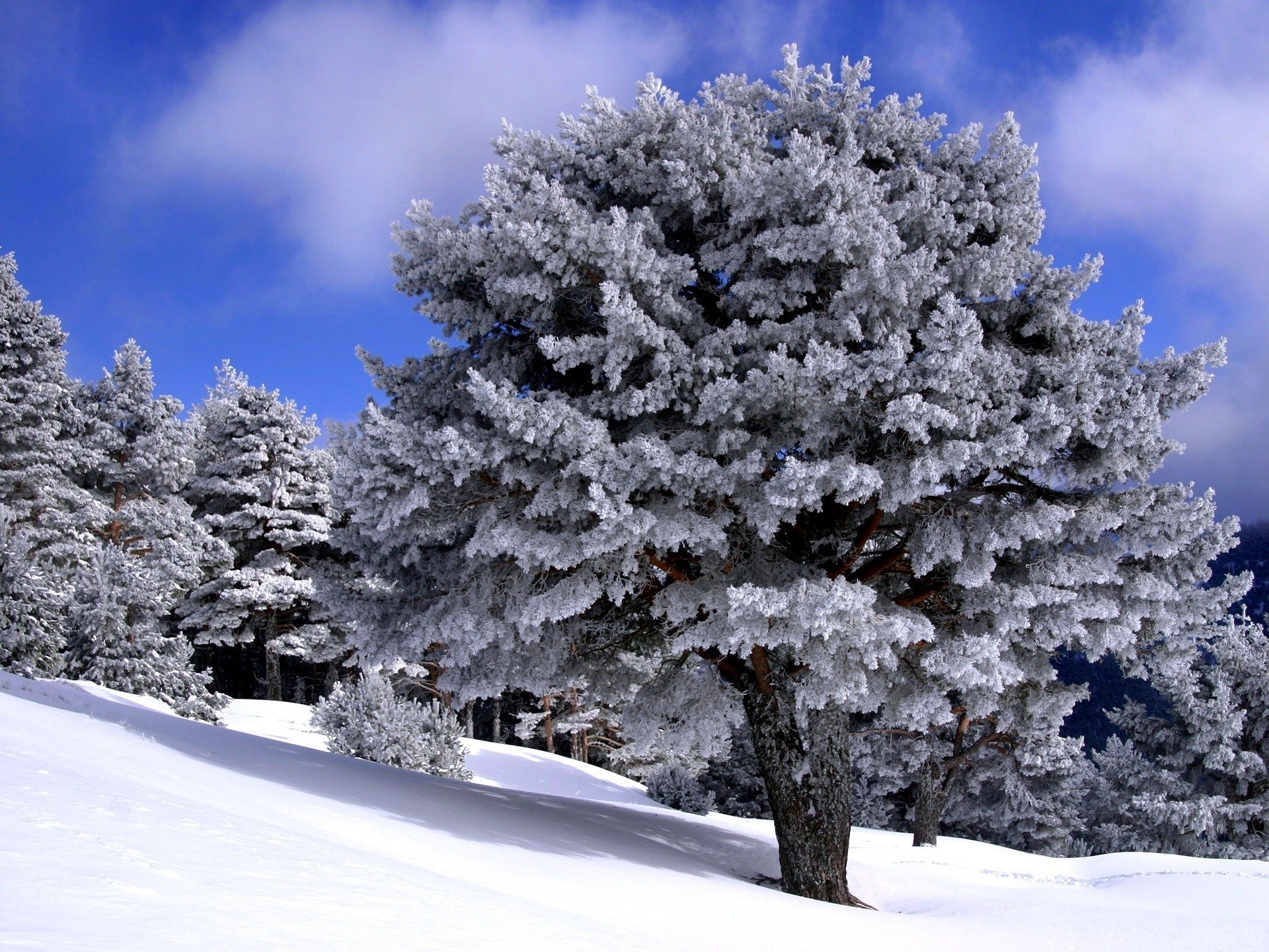 winter forest snow pure white