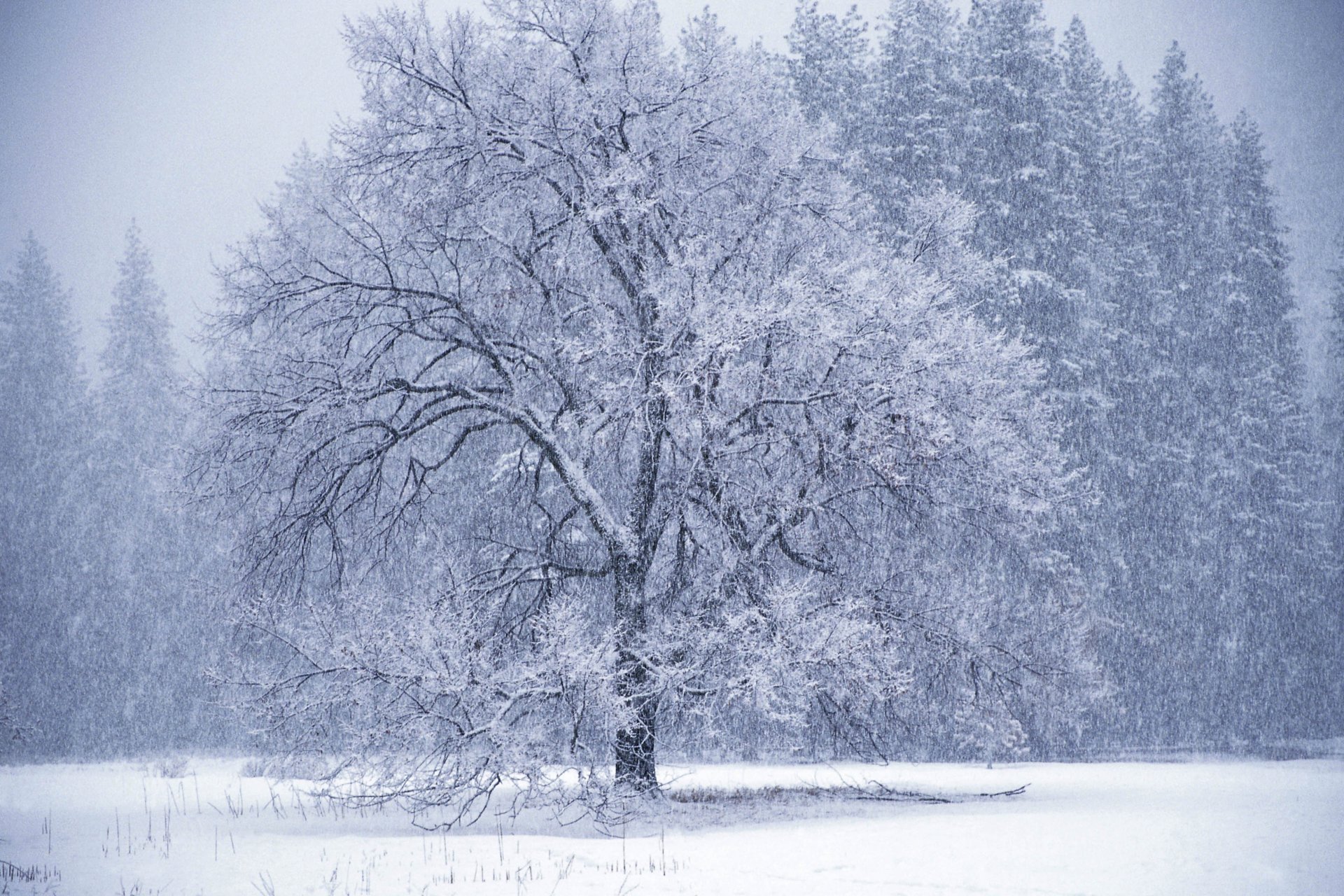 inverno albero bufera di neve