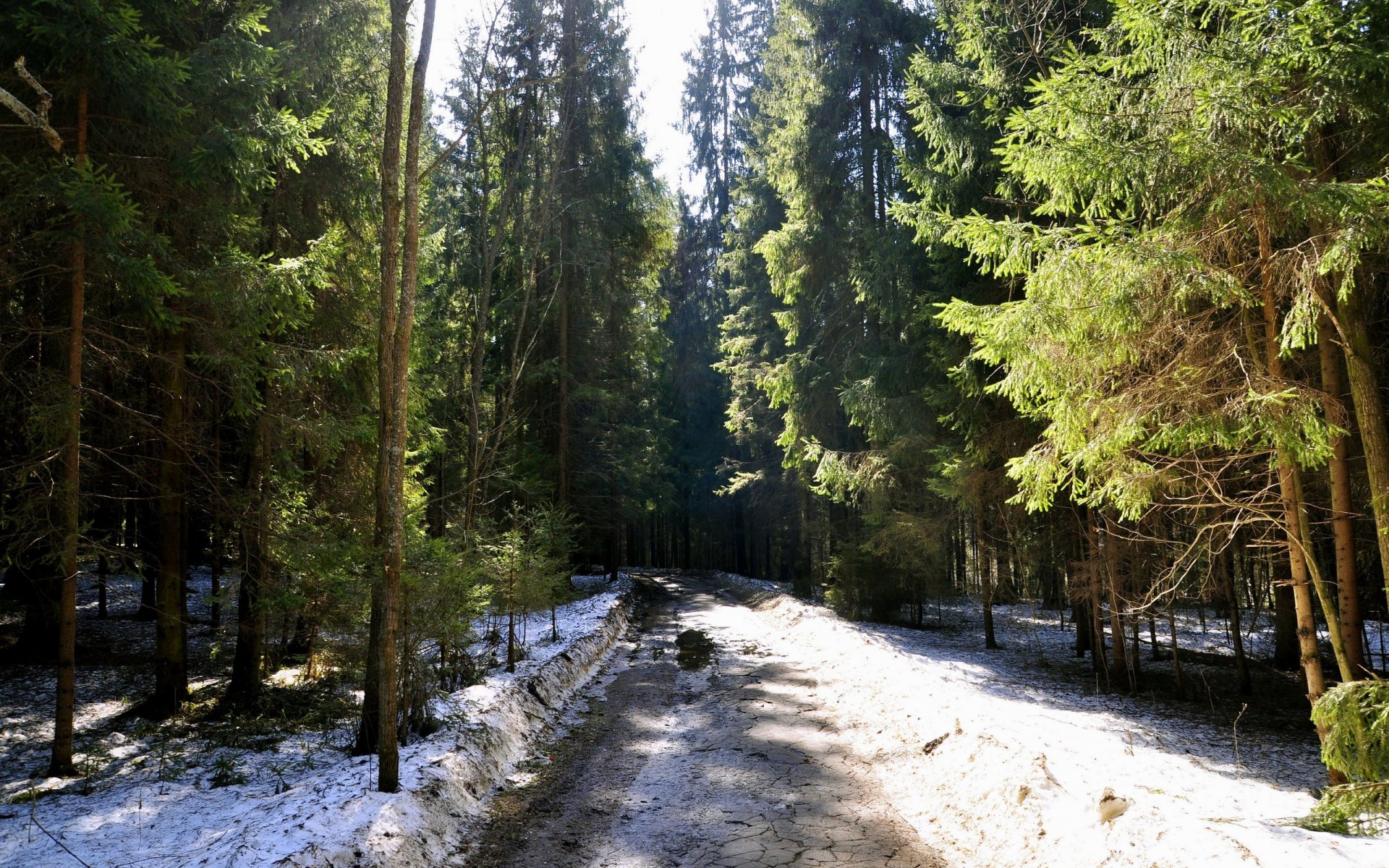 wiosna śnieg droga świerki choinki las przyroda