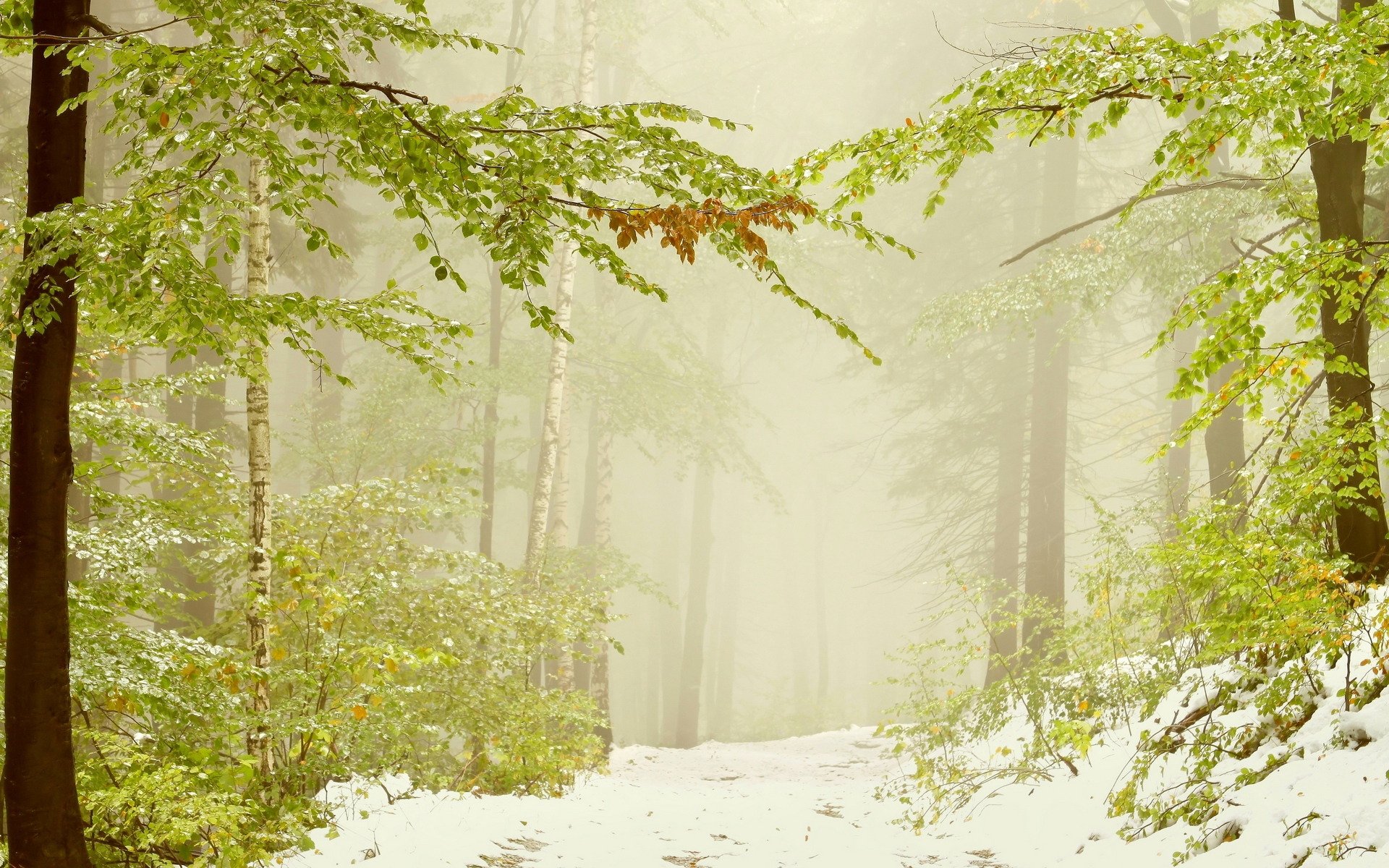 now green leaves tree branches branch fog nature