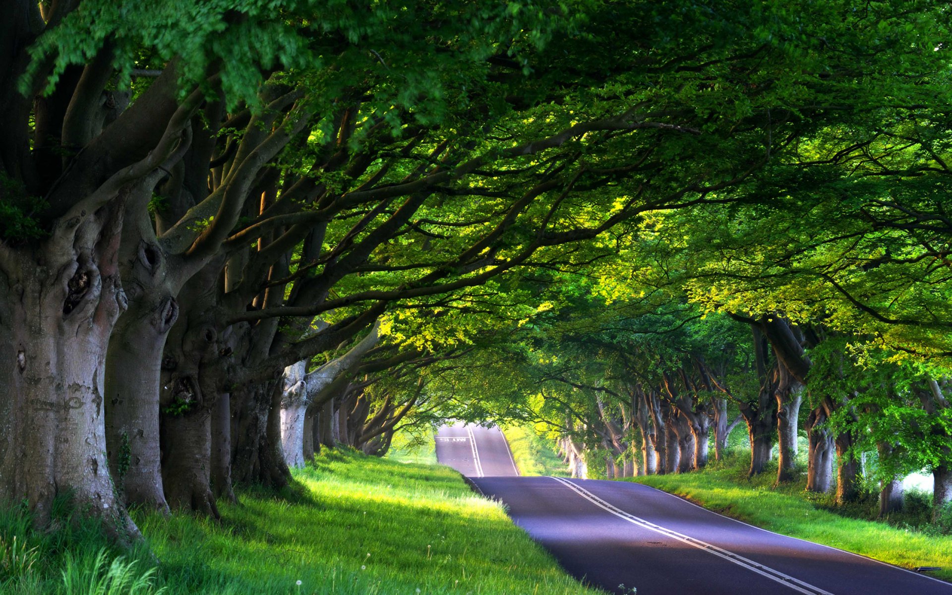 route ruelle route ruelle nature forêt arbres arbre printemps été chemin voyage voyage mode