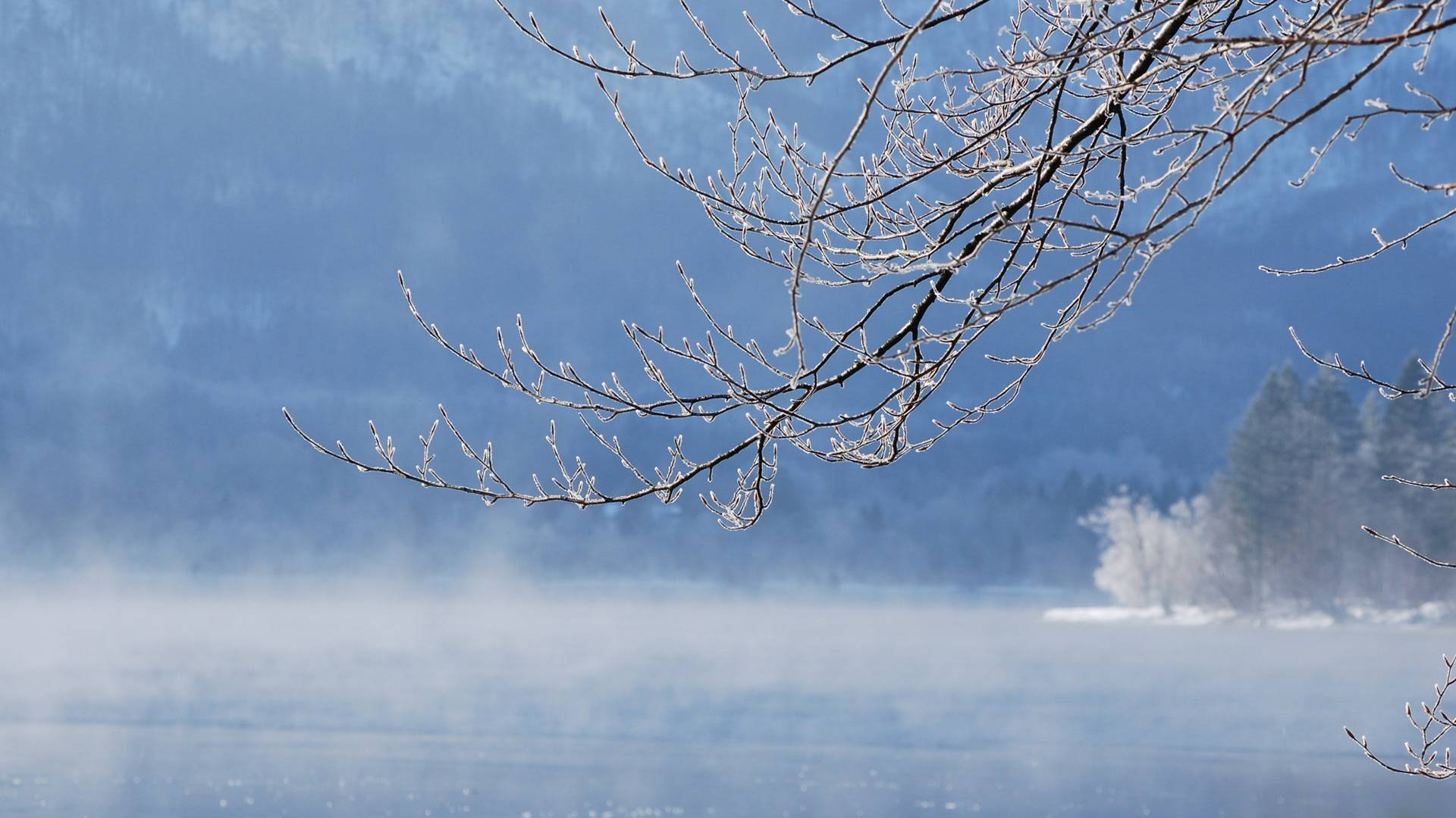 hiver neige rivière eau hiver lac branche