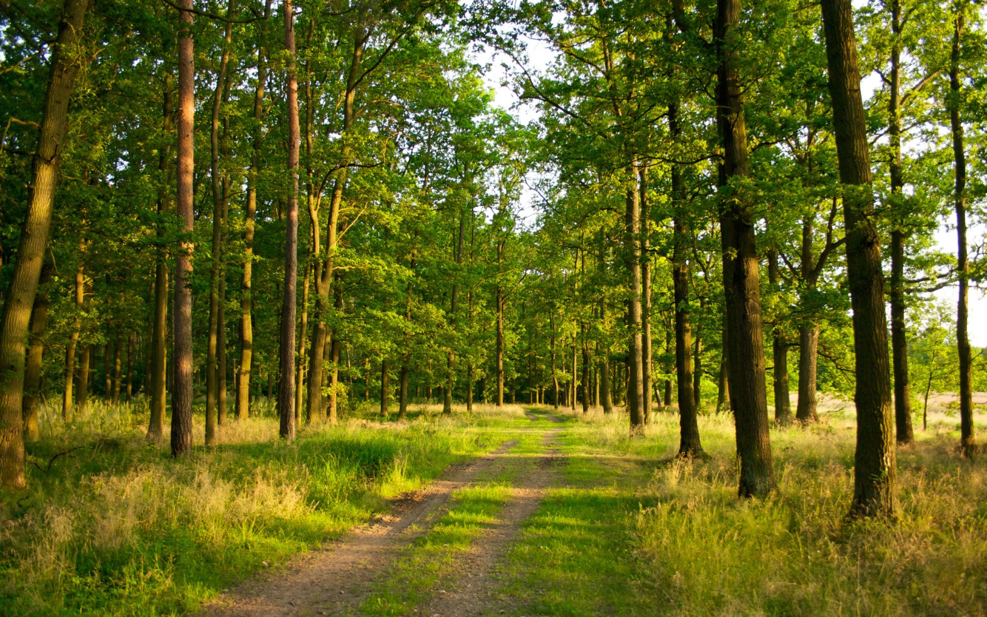 forêt arbres lumière route sentier herbe été nature