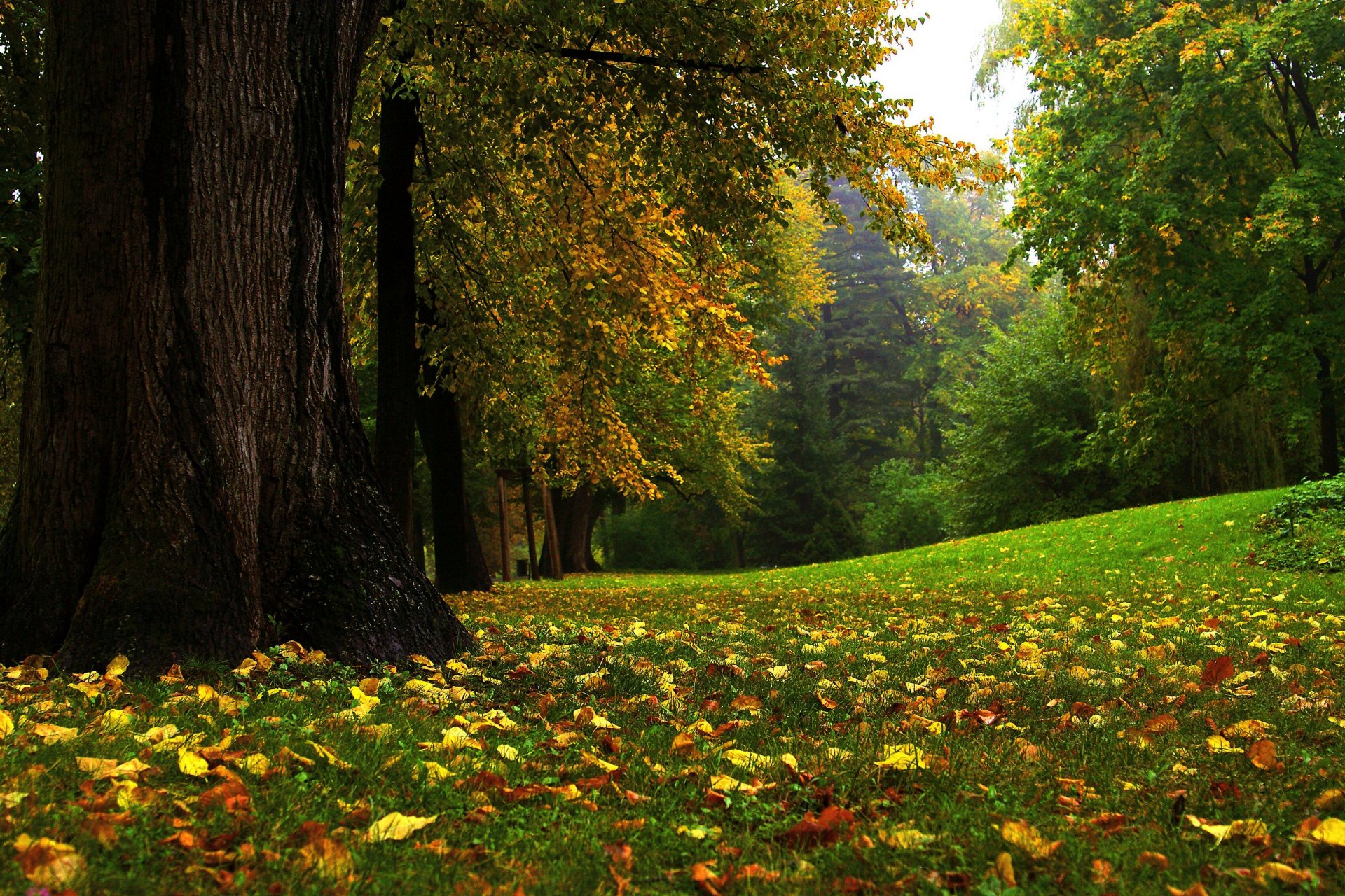 nature autumn park foliage gra