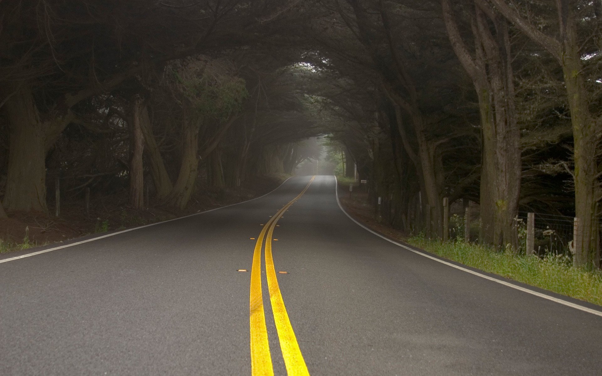 strada alberi nebbia foschia natura