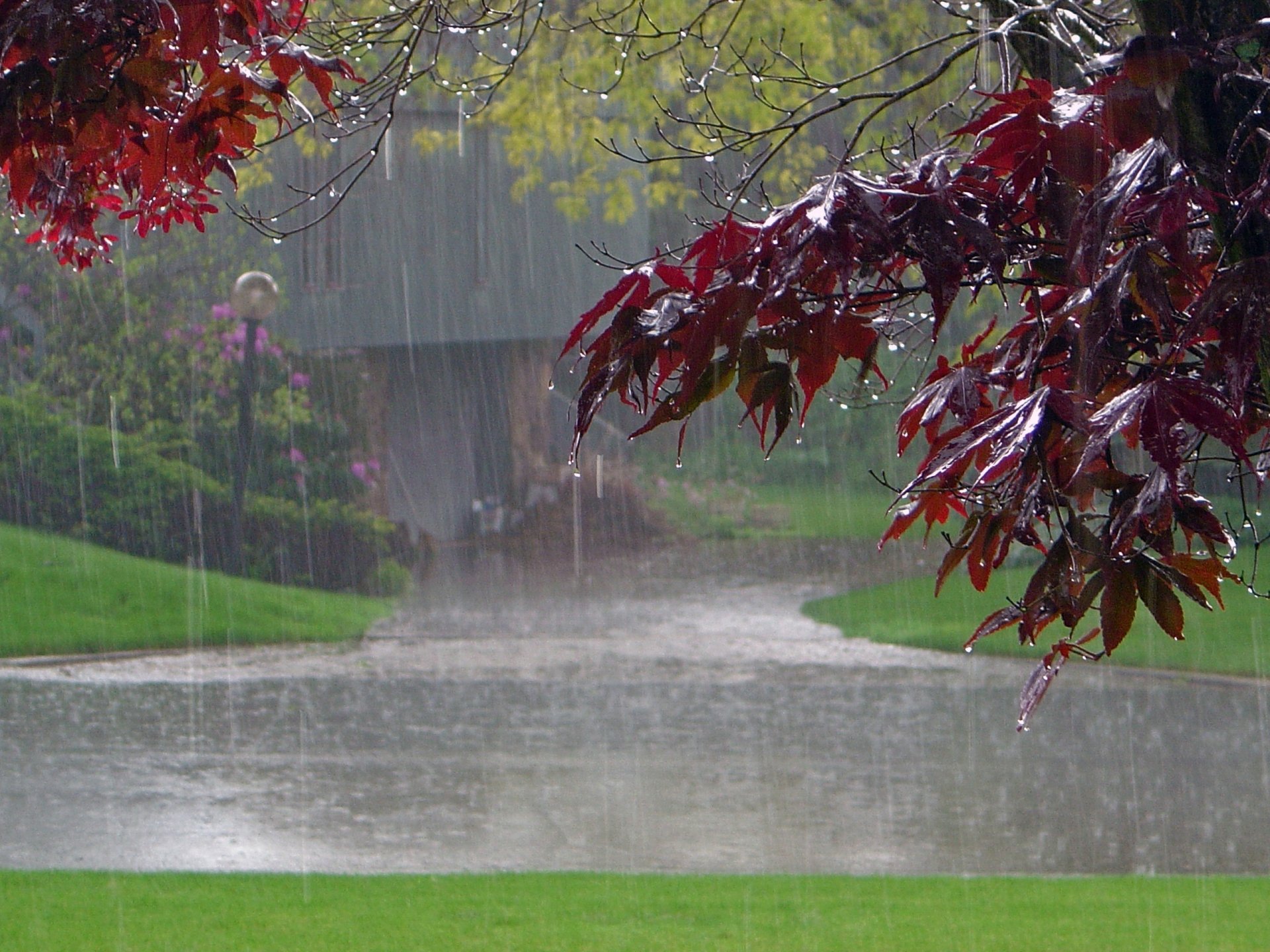 regen straße haus baum blätter ahorn park