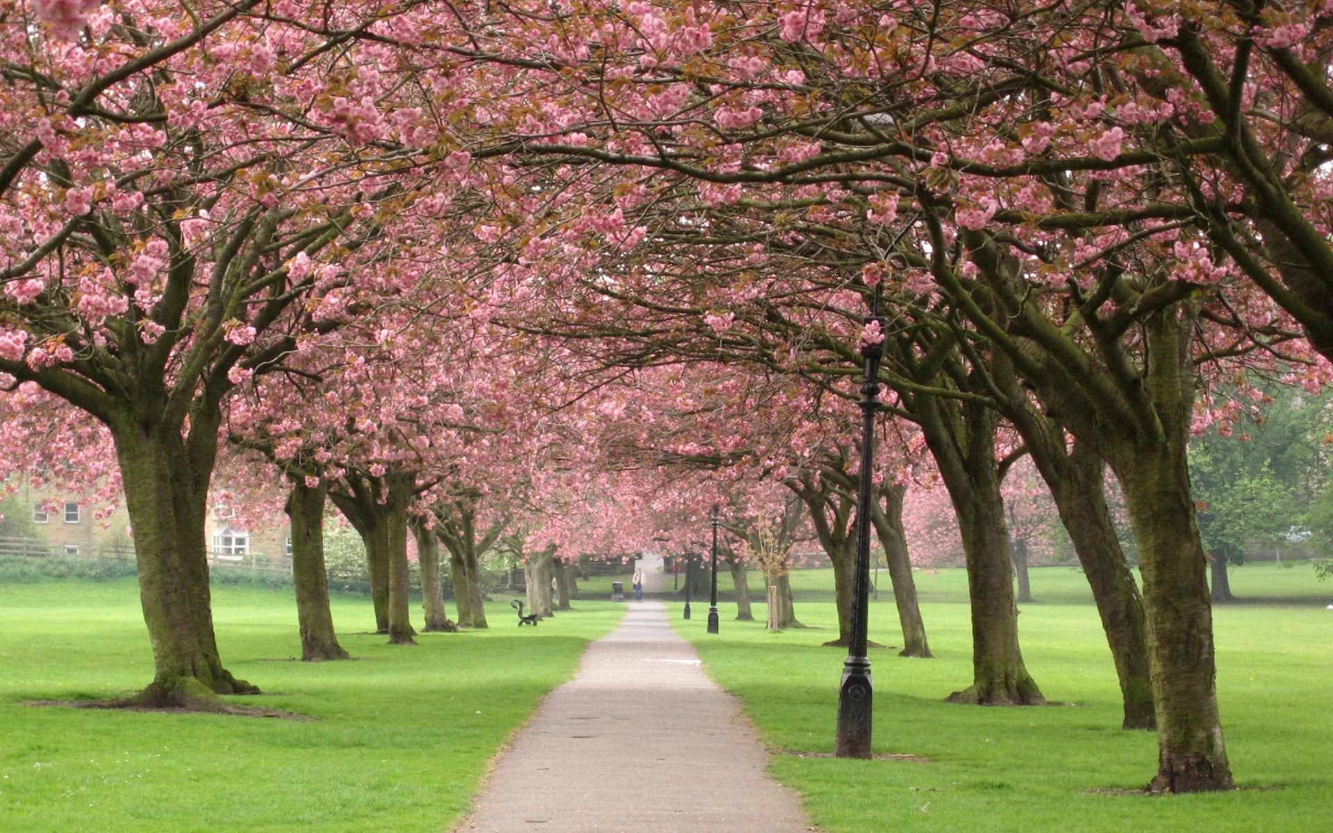 sakura kirsche baum bäume zweige blumen park allee frühling natur