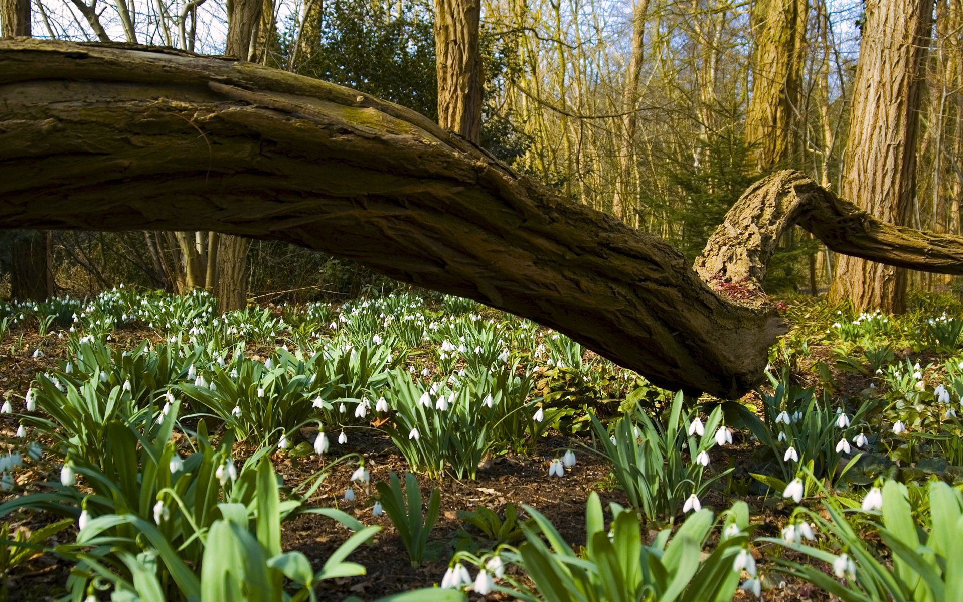 foresta alberi tronchi tronco bucaneve fiori primavera natura