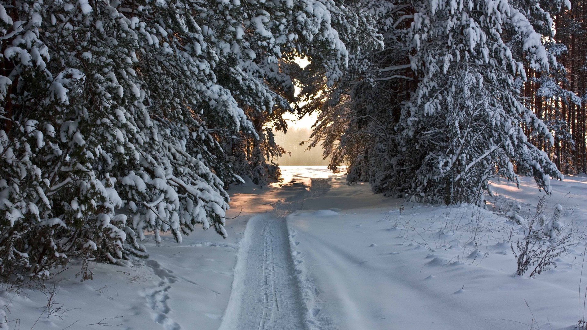 invierno bosque agujas nieve sendero