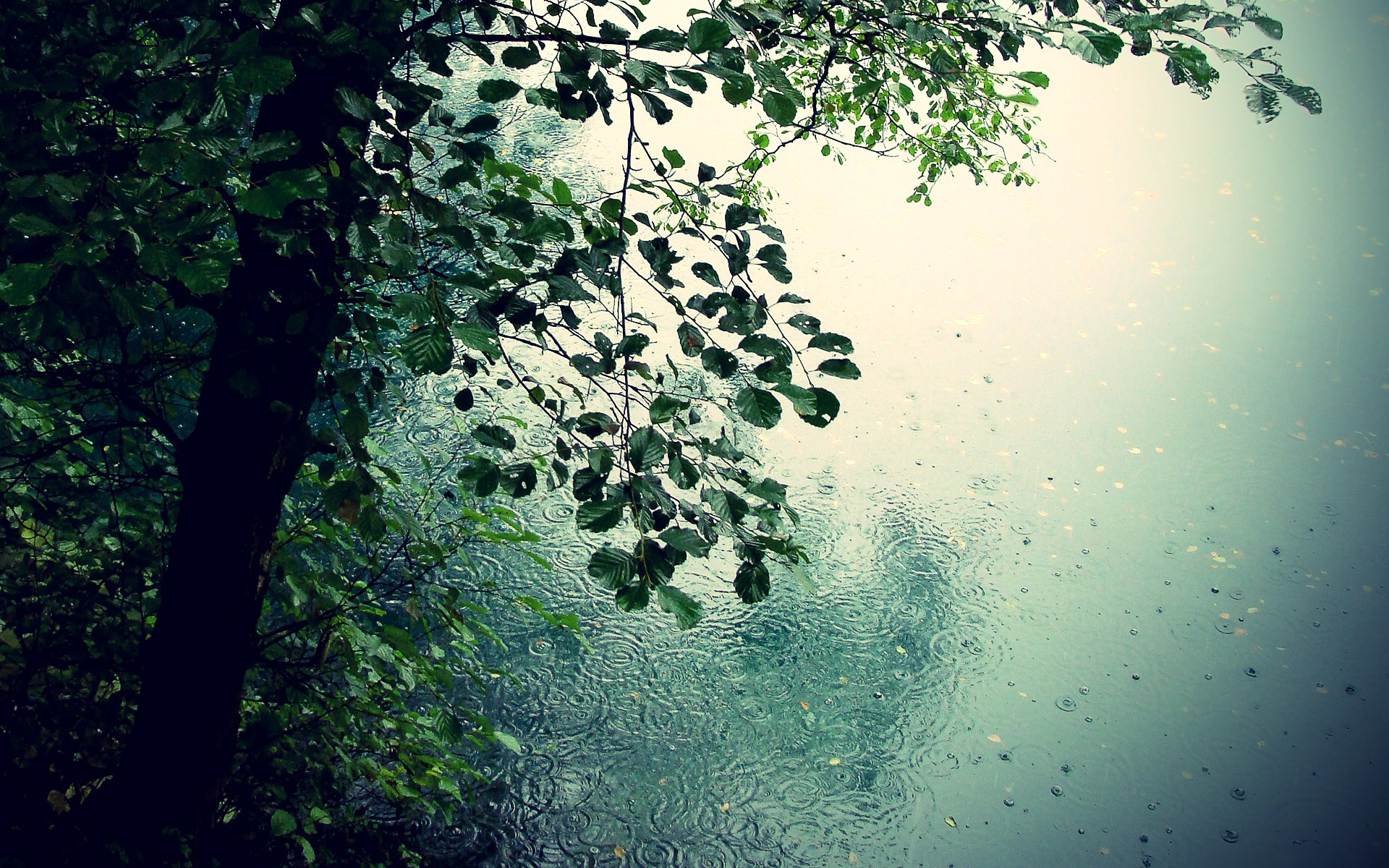 природа деревья дождь романтика лужи капли листья