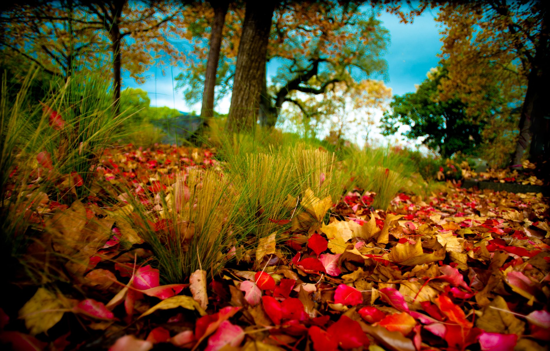 nature automne feuillage arbres