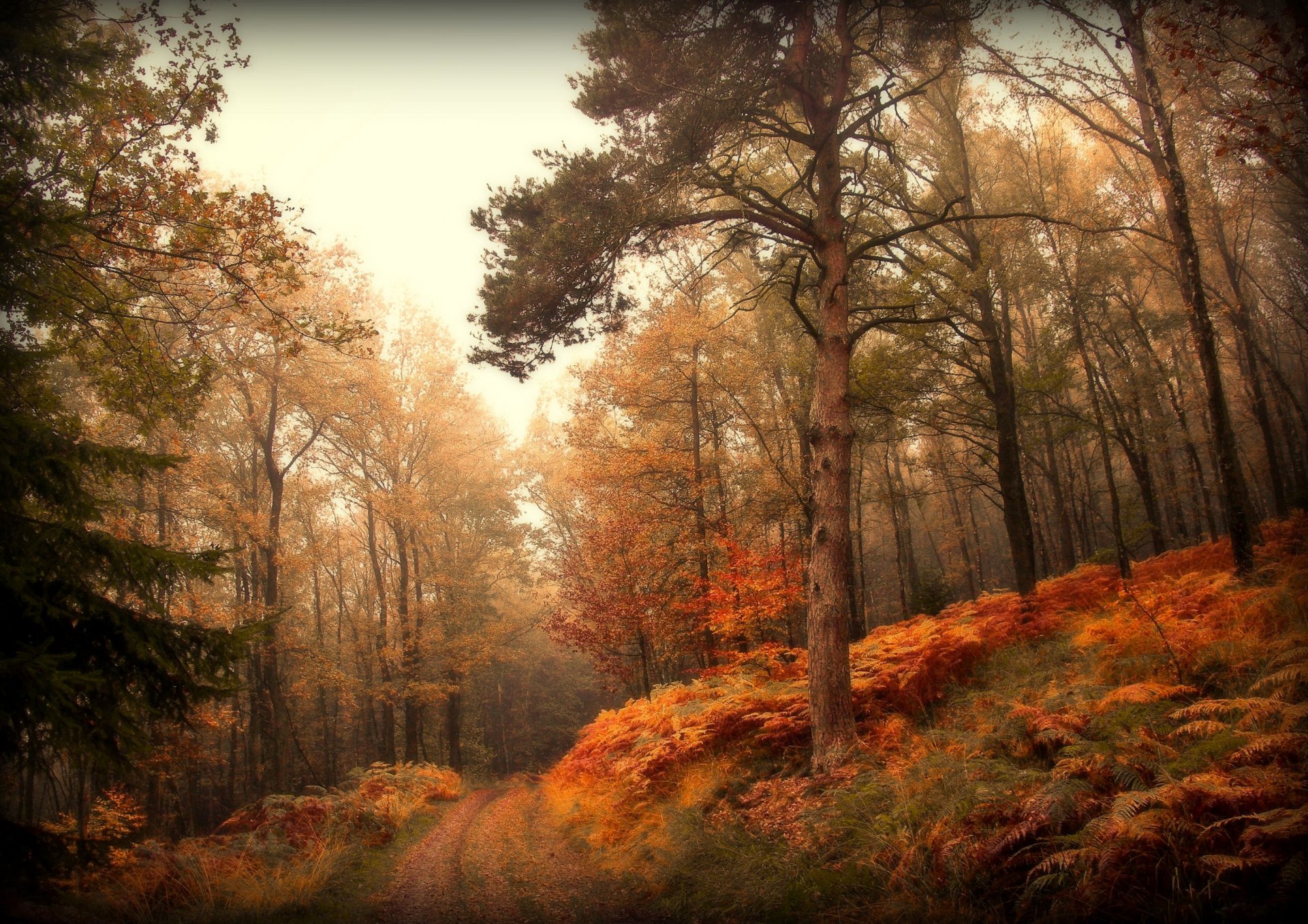 naturaleza bosque otoño carretera