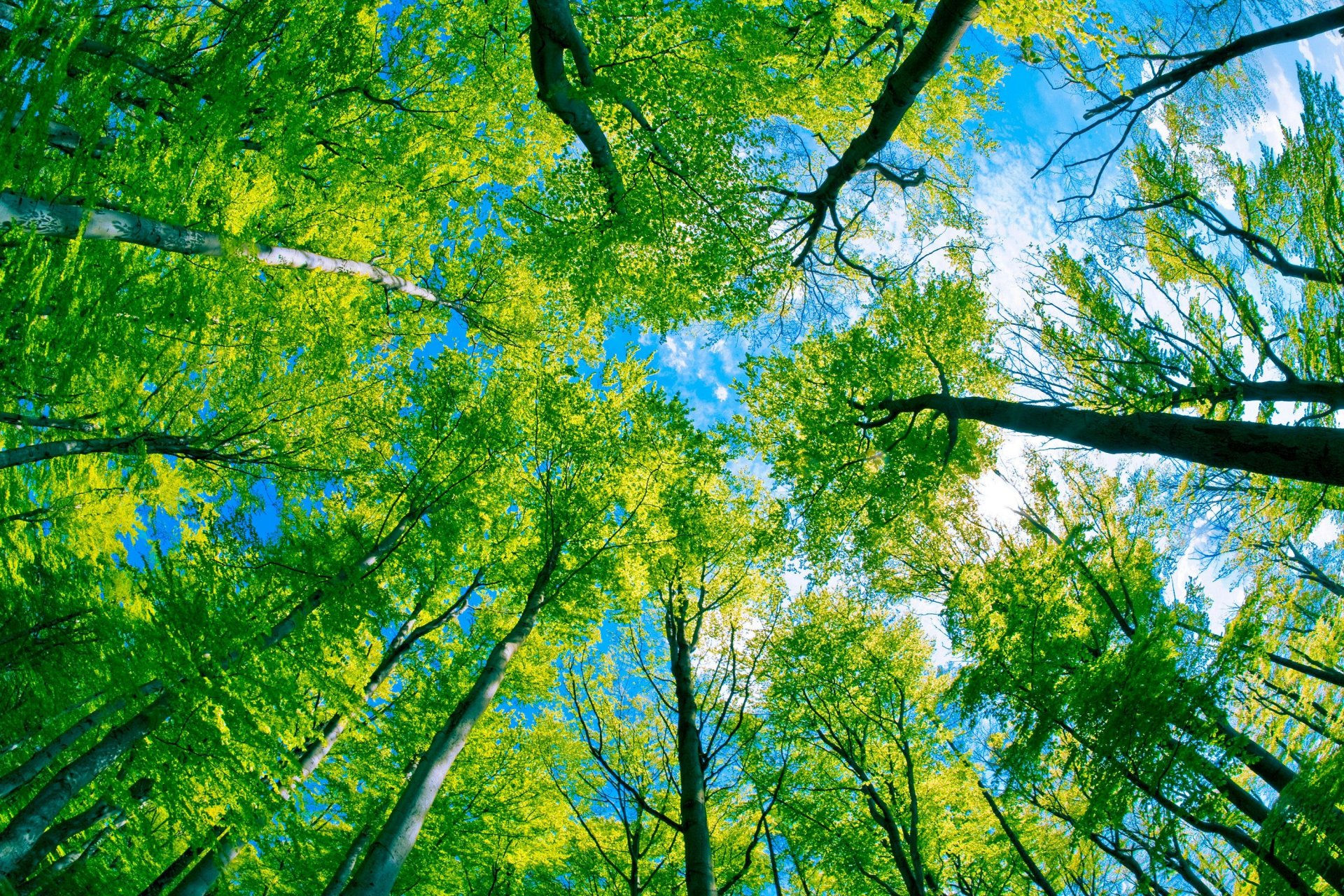 unter den bäumen wald bäume blick von unten himmel grünes reich