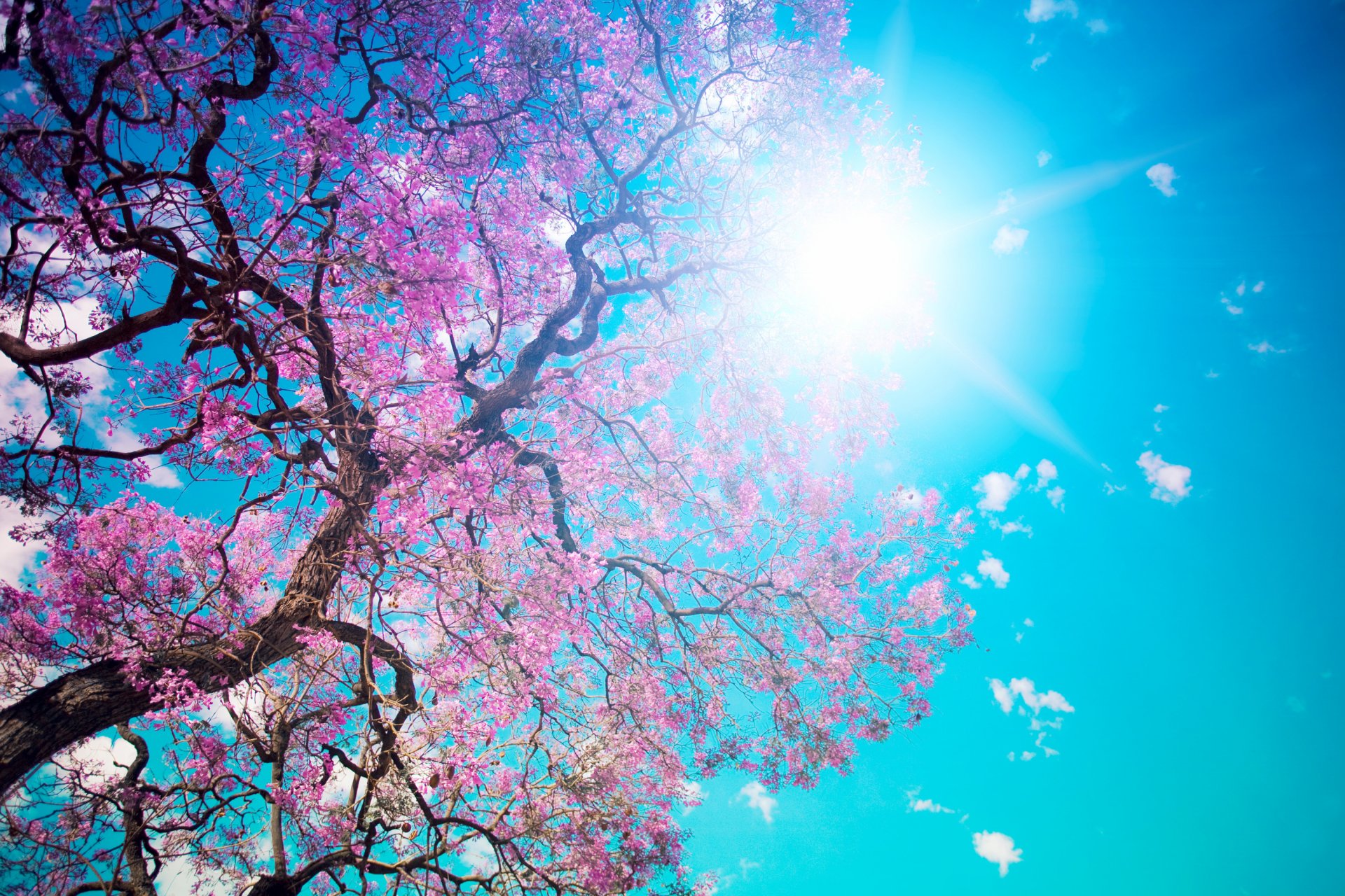 hermoso árbol en flor árbol floración rosa pétalos deslumbrante sol azul cielo belleza