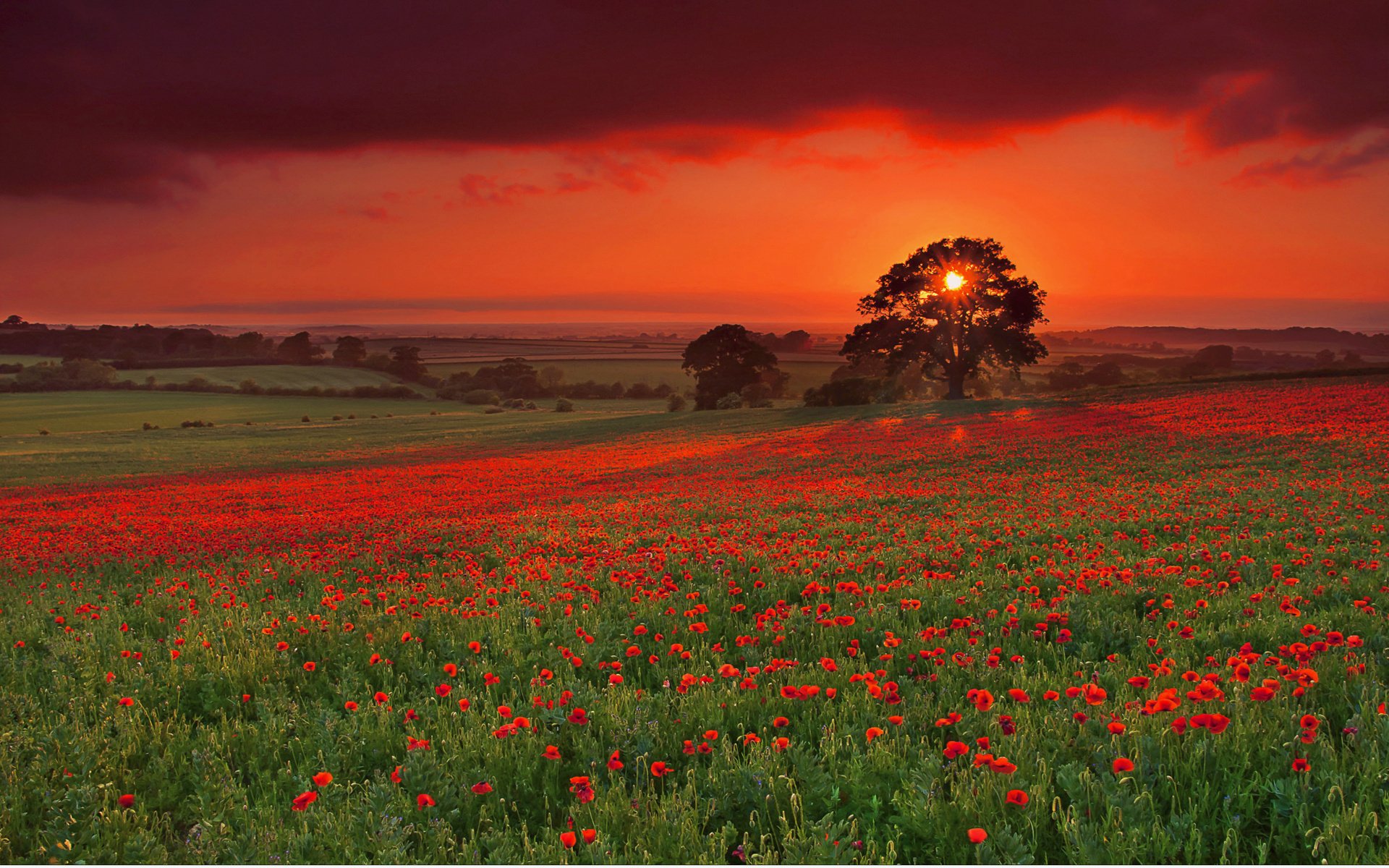 campo alberi papaveri sera sole luminoso tramonto