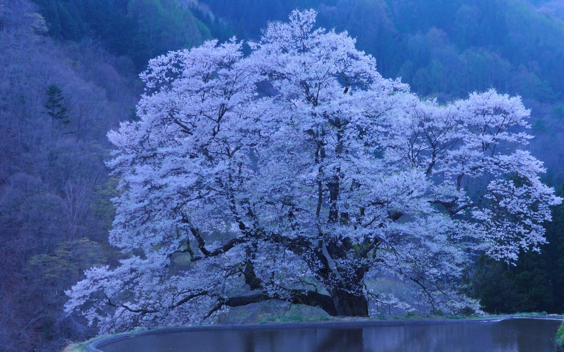 sakura natura giappone