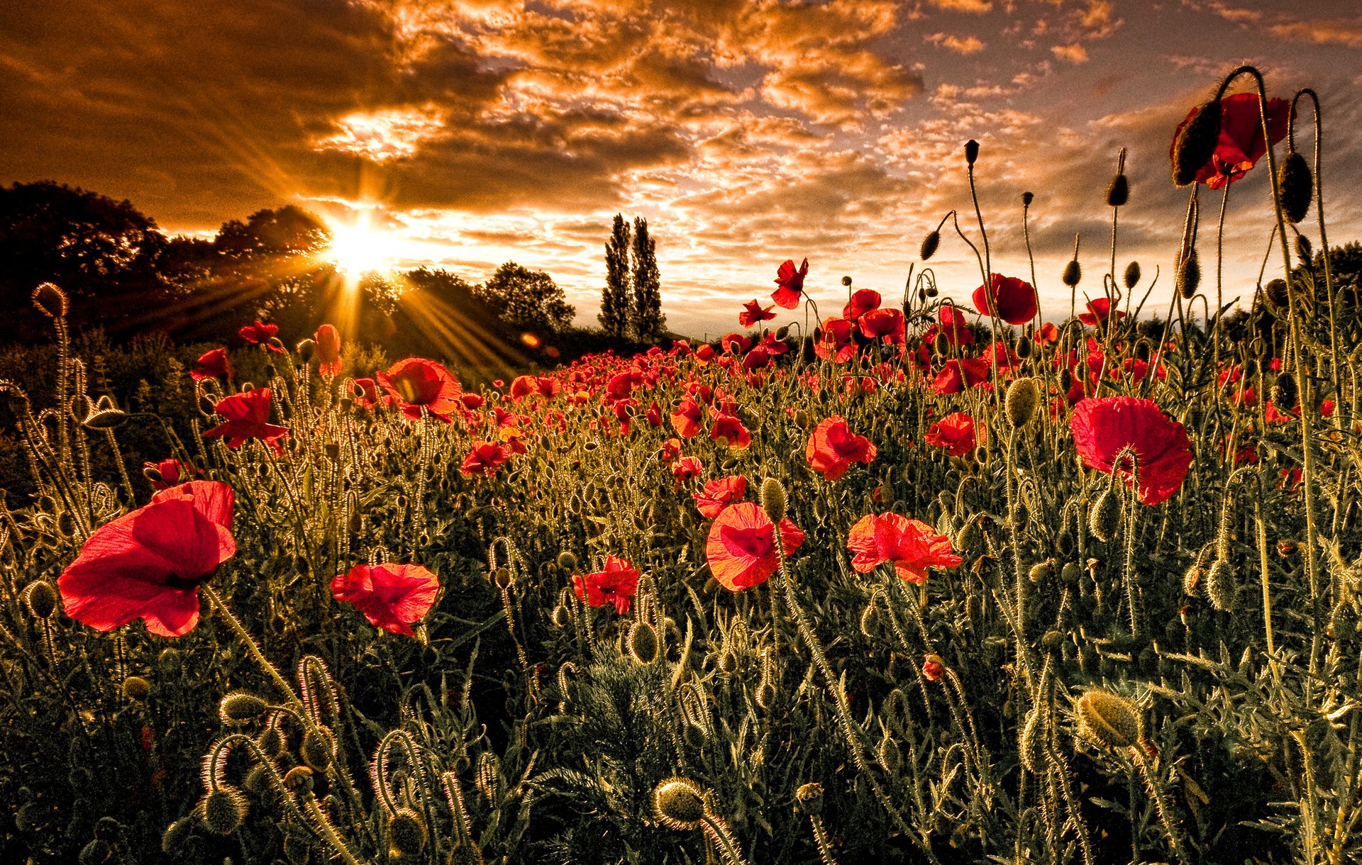 nature poppies sun the field