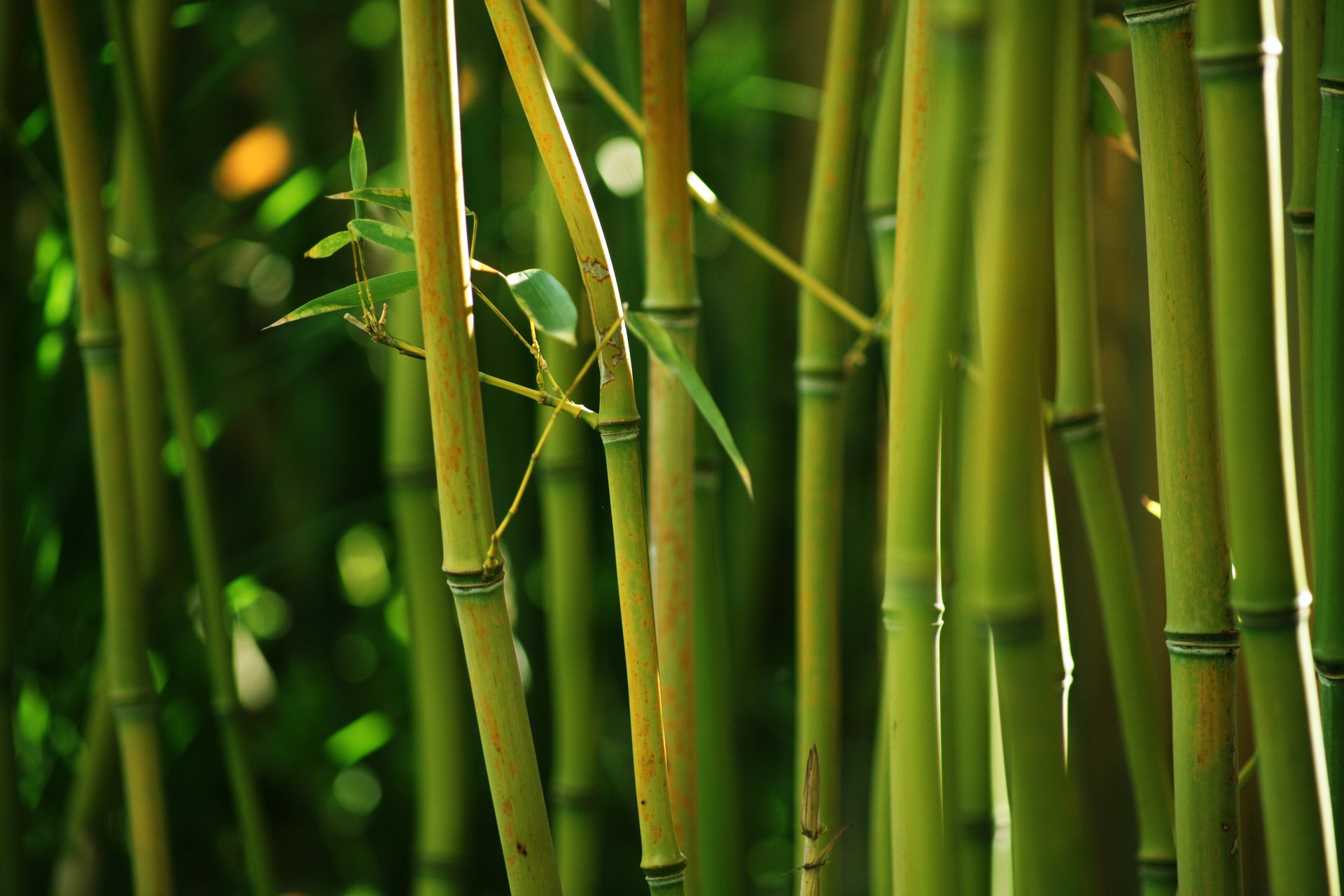 bambù steli boschetti verde natura