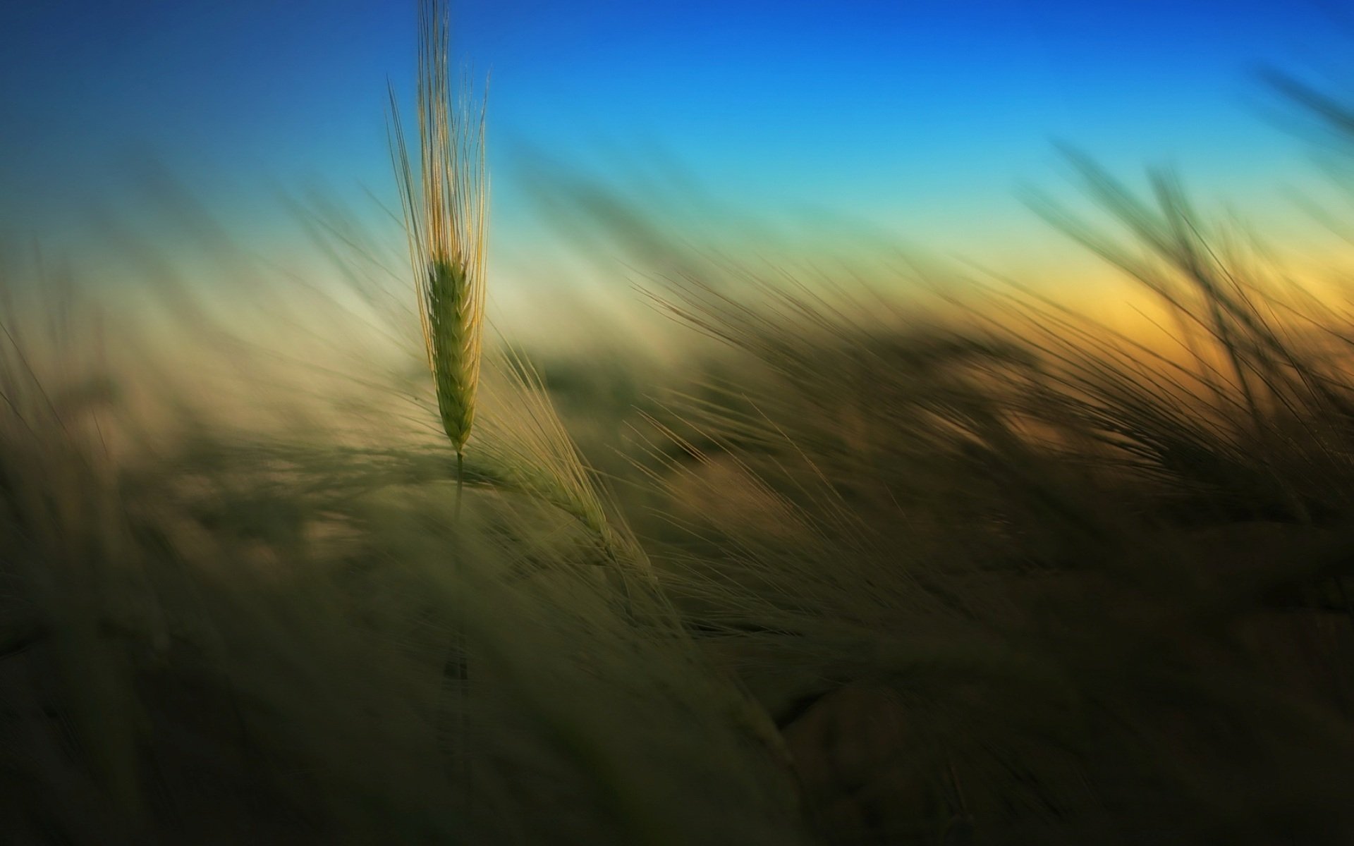 naturaleza campo espiguillas verano noche cielo fondo fondo de pantalla