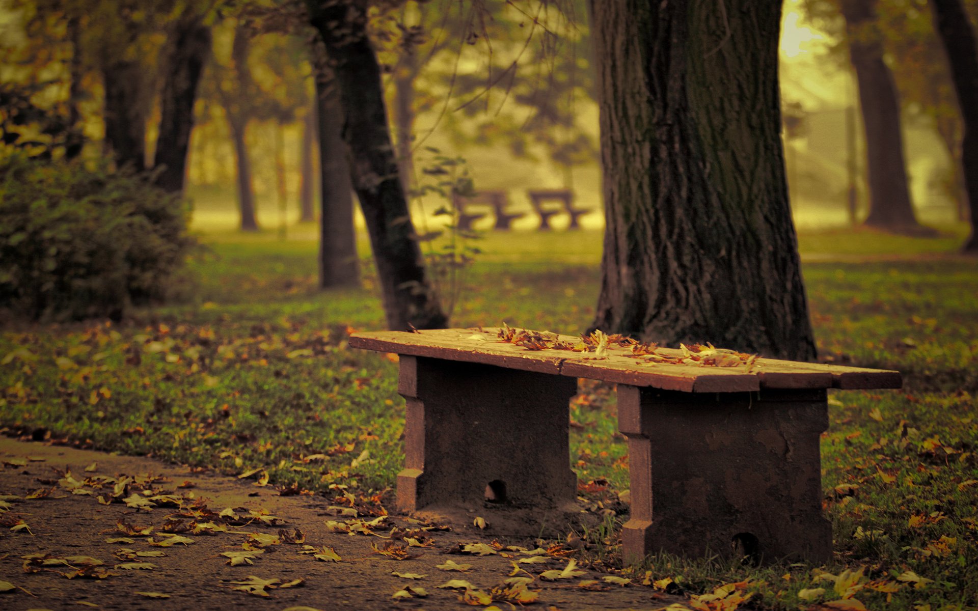 bench park fallen leaves autumn tree effect focus blur