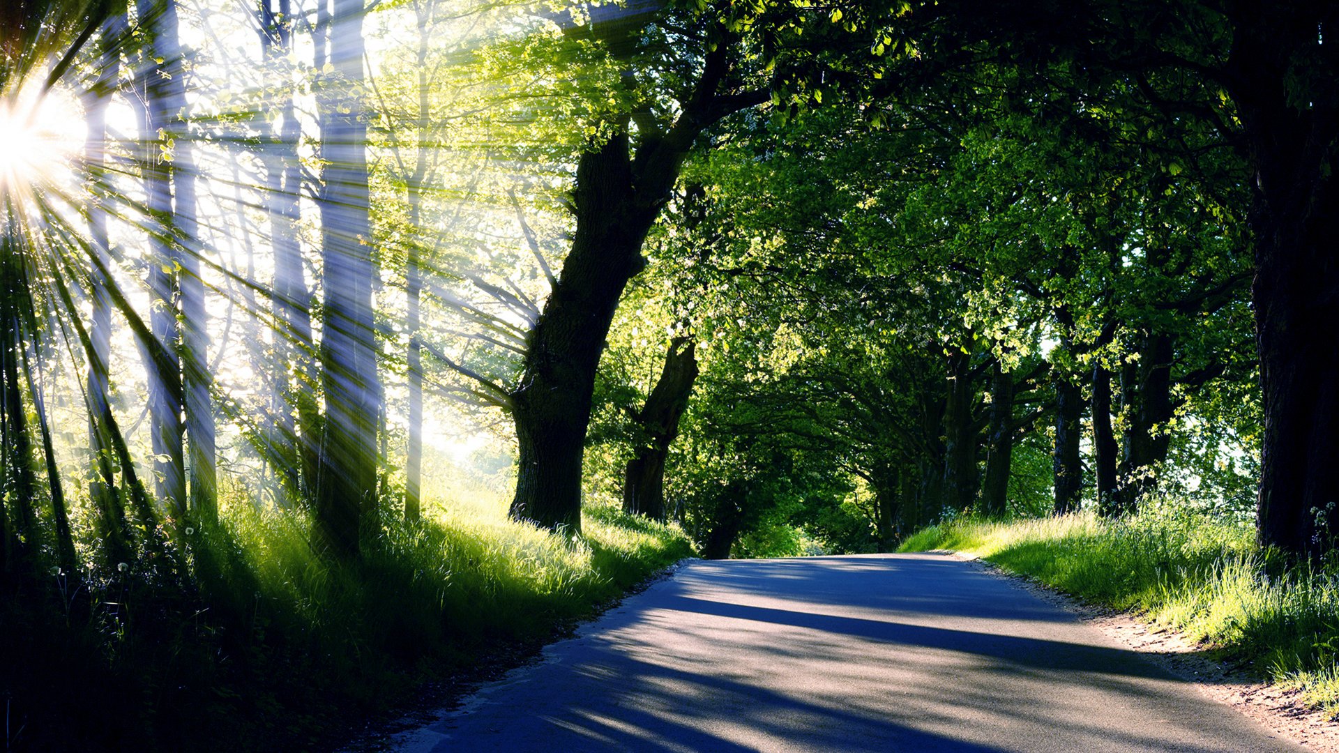 natura alberi strada raggi luce sole estate corone erba