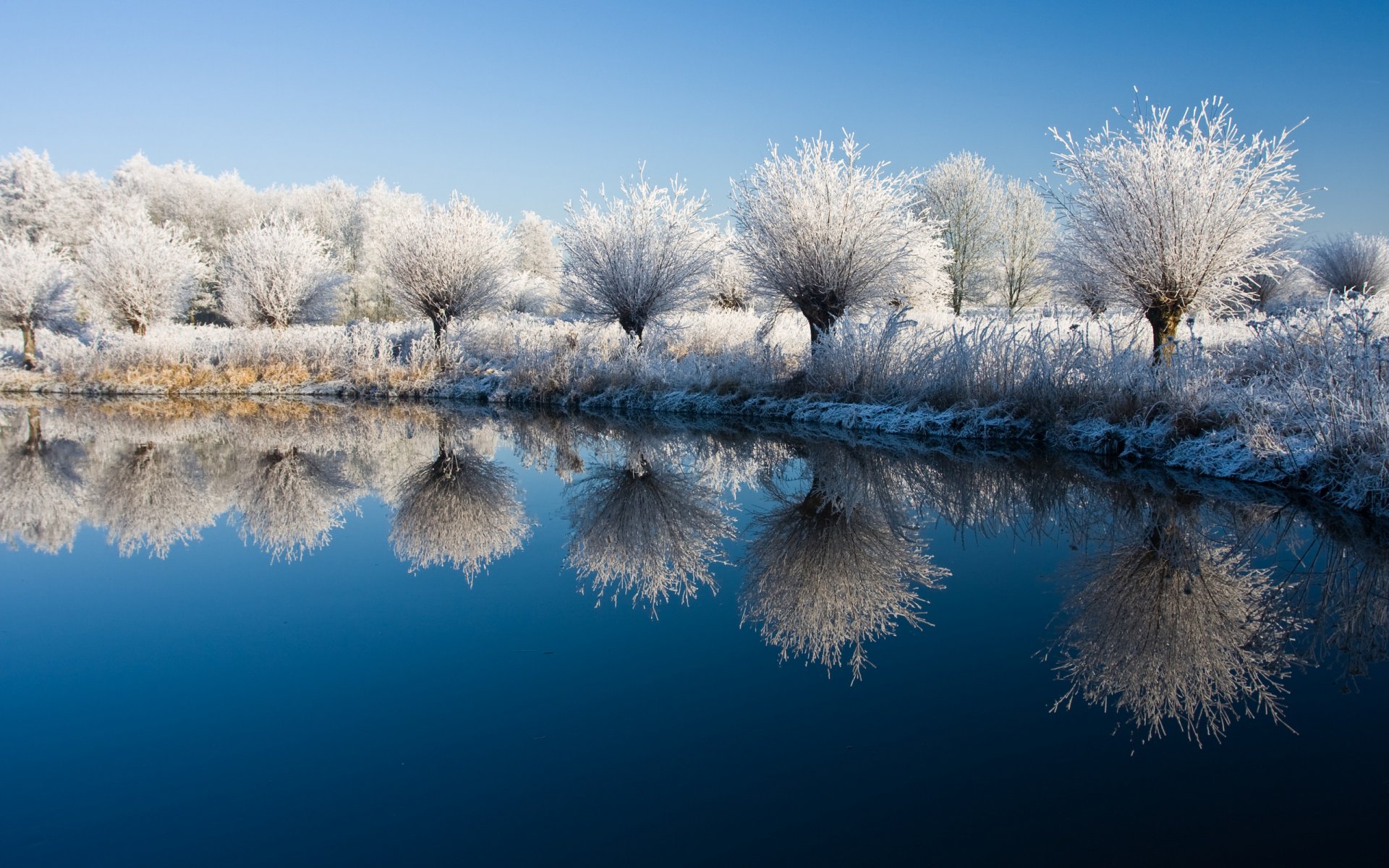 natura paesaggio inverno acqua lago piante cespugli arbusti alberi albero