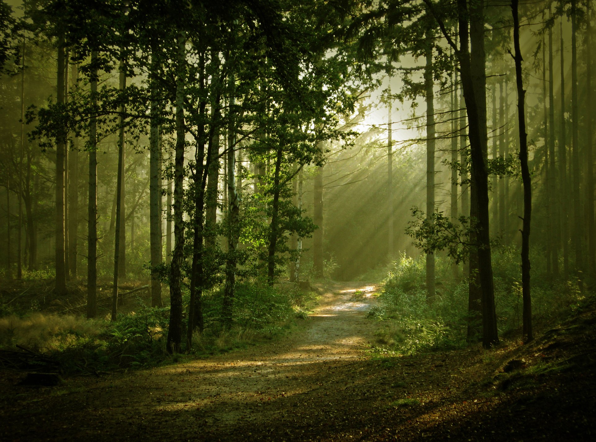 natura foresta sentiero luce