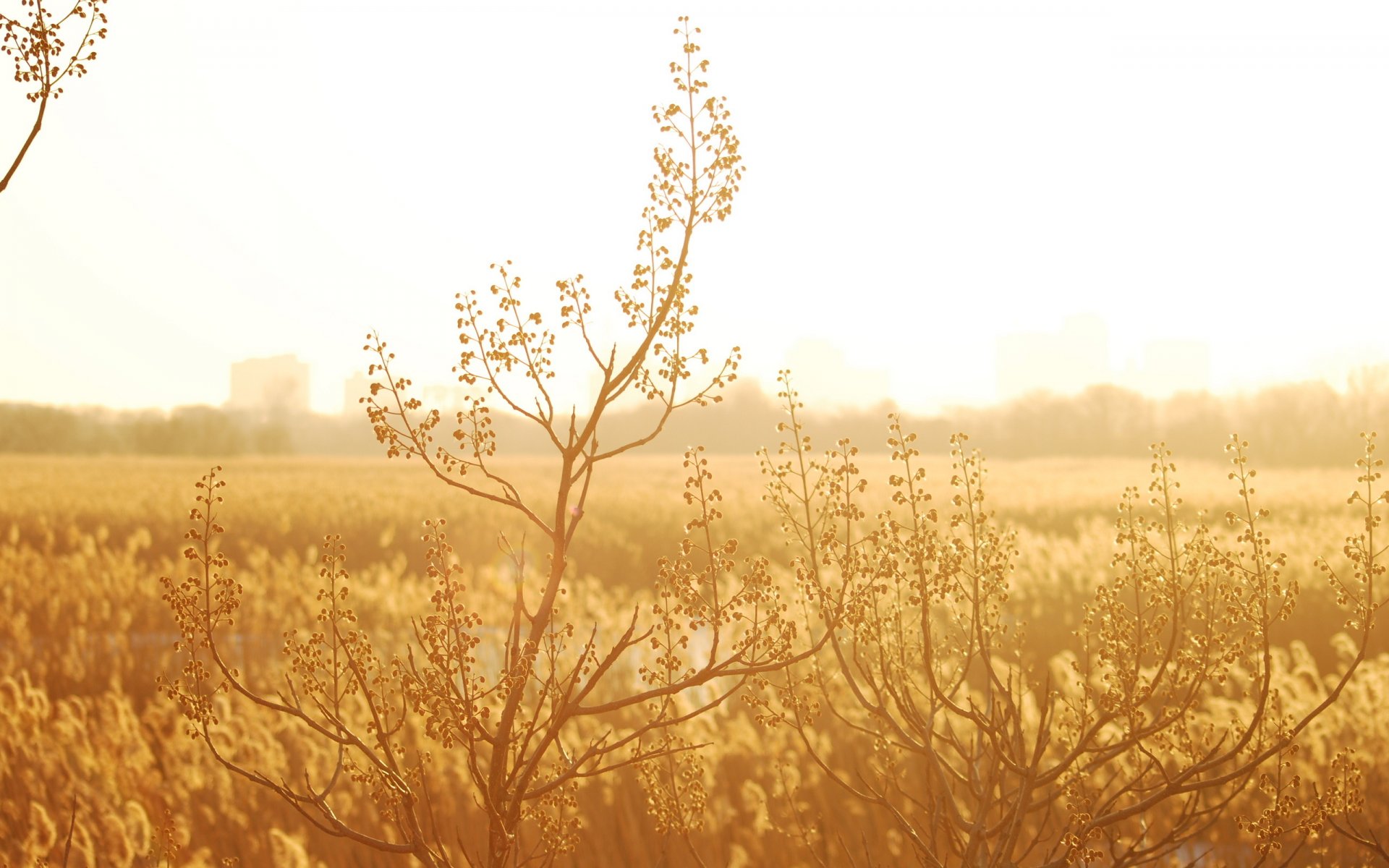 nature plant plant light