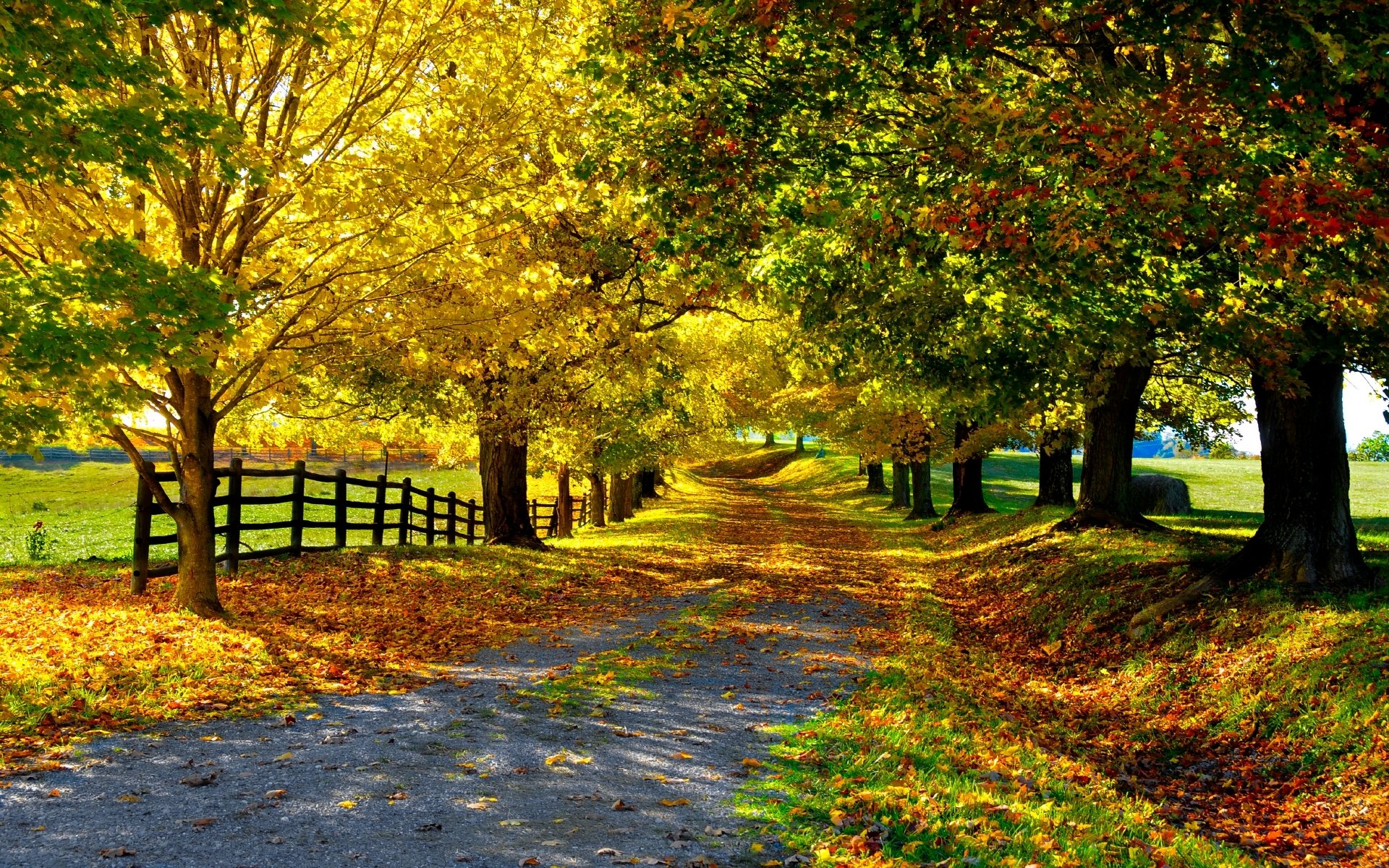 nature autumn leaves tree alley road fence