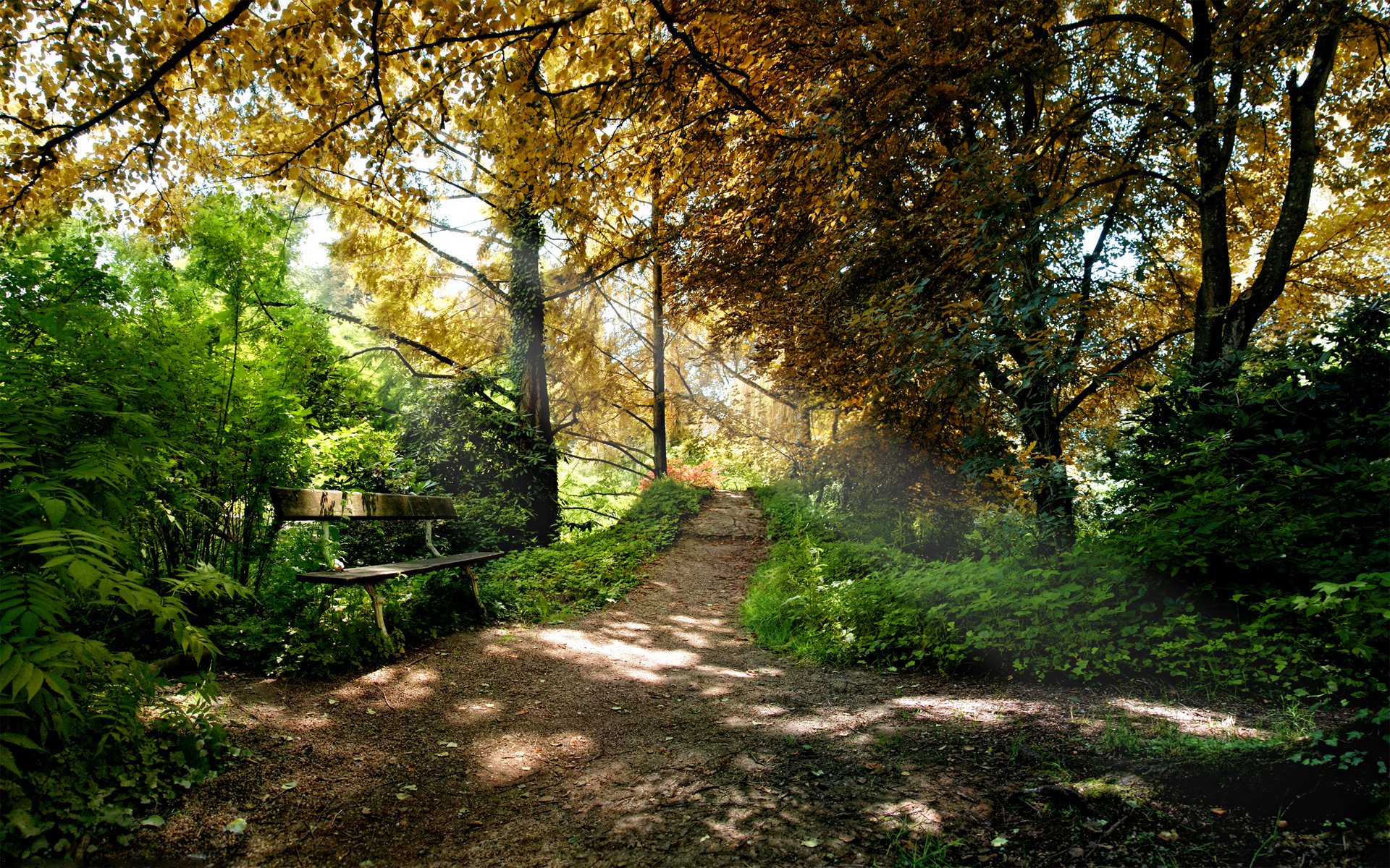 nature parc forêt arbres banc bancs bancs sièges feuilles