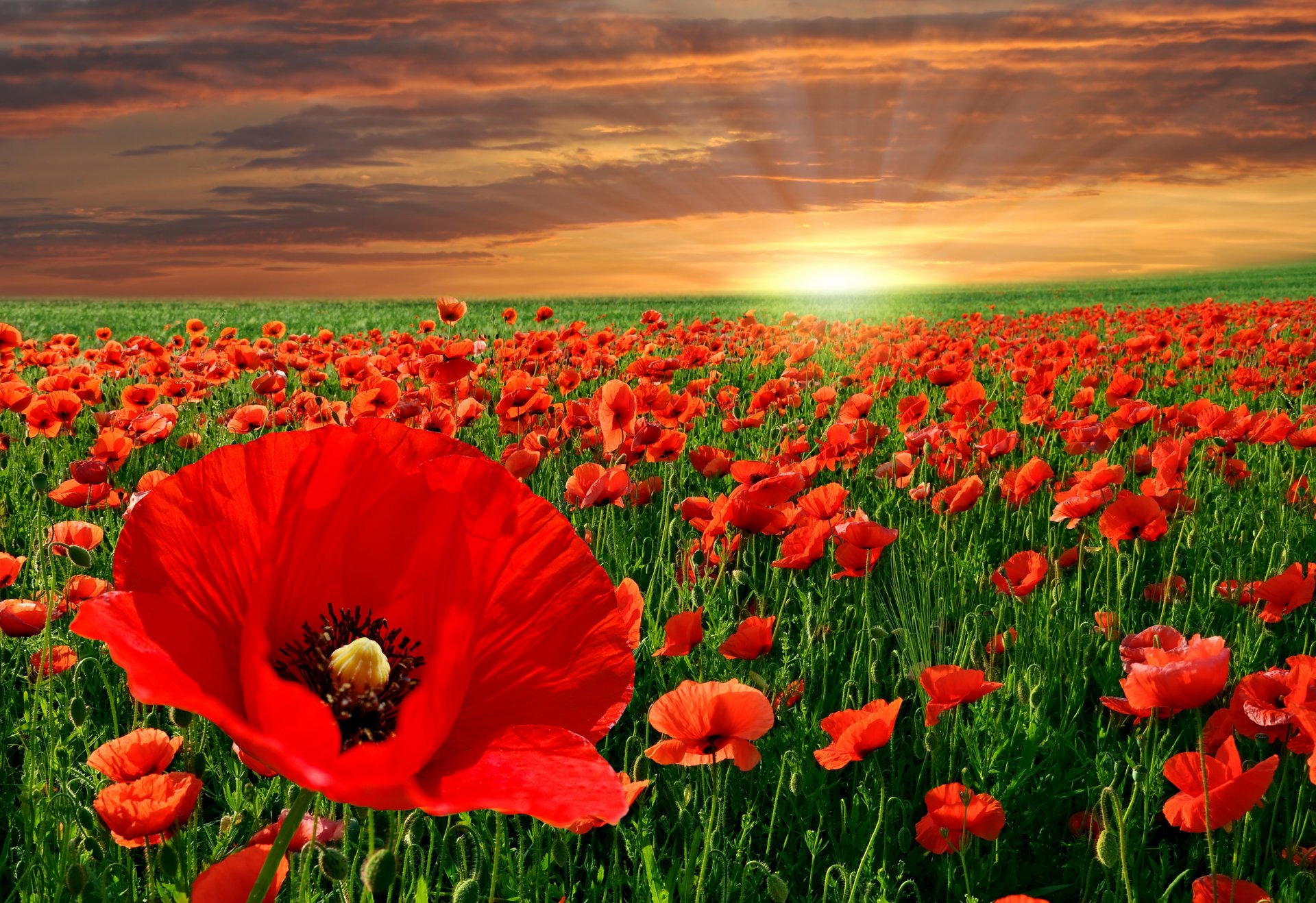 ciel nature coquelicots fleurs coucher de soleil paysage rouge