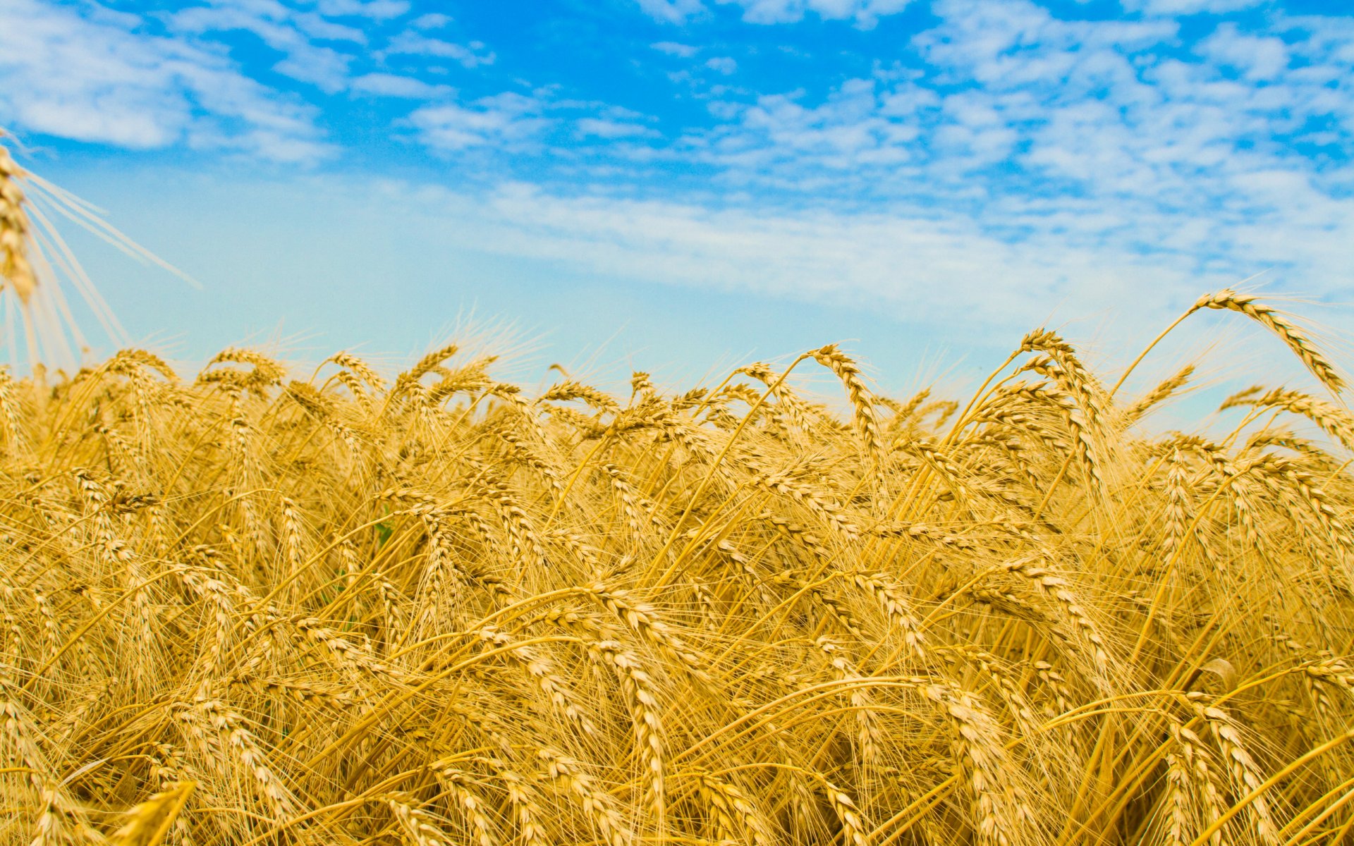 natura campo grano campi campi di grano spighette spighette macro cielo nuvole