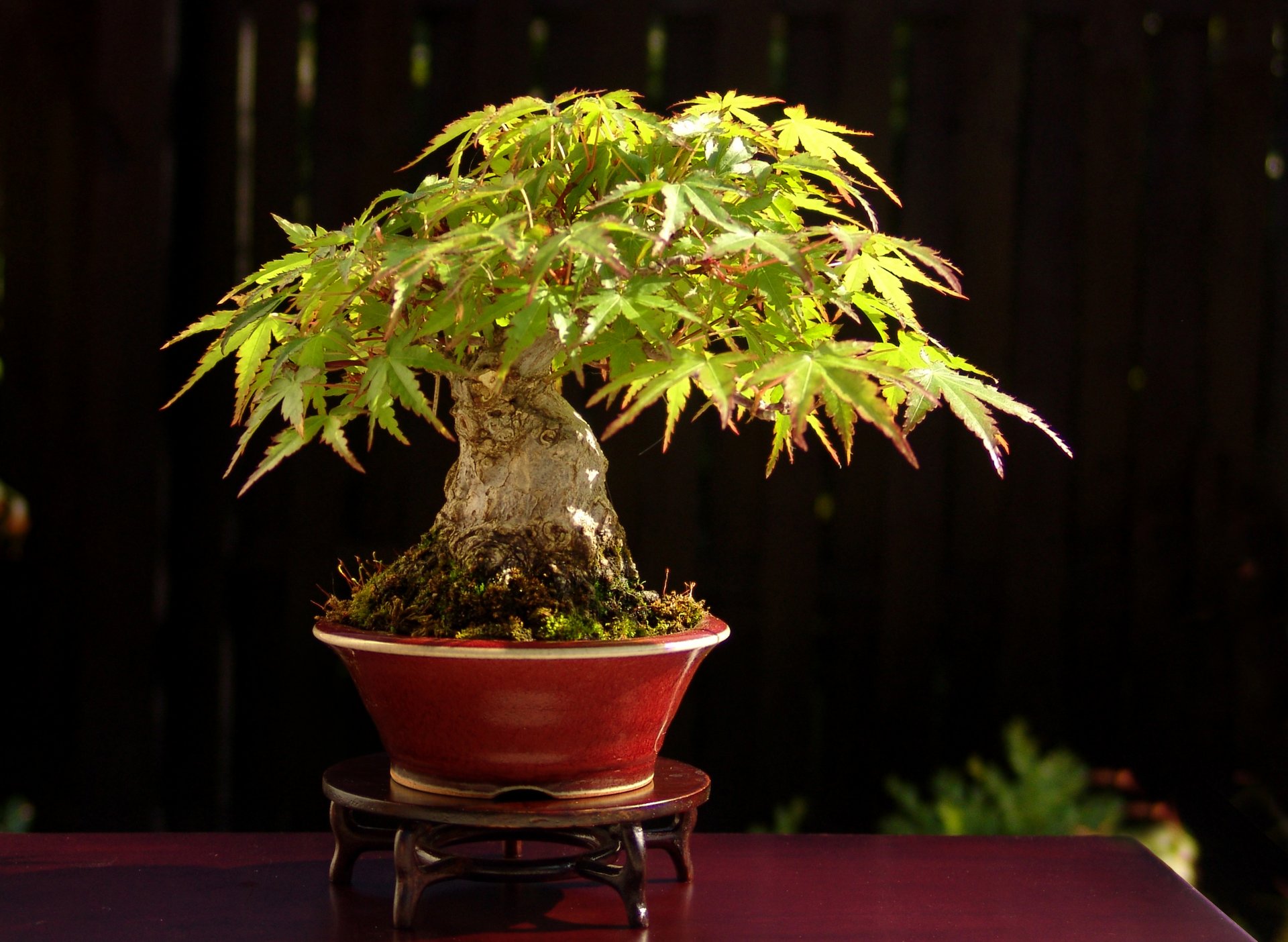 bonsai baum japan ständer tisch licht blätter