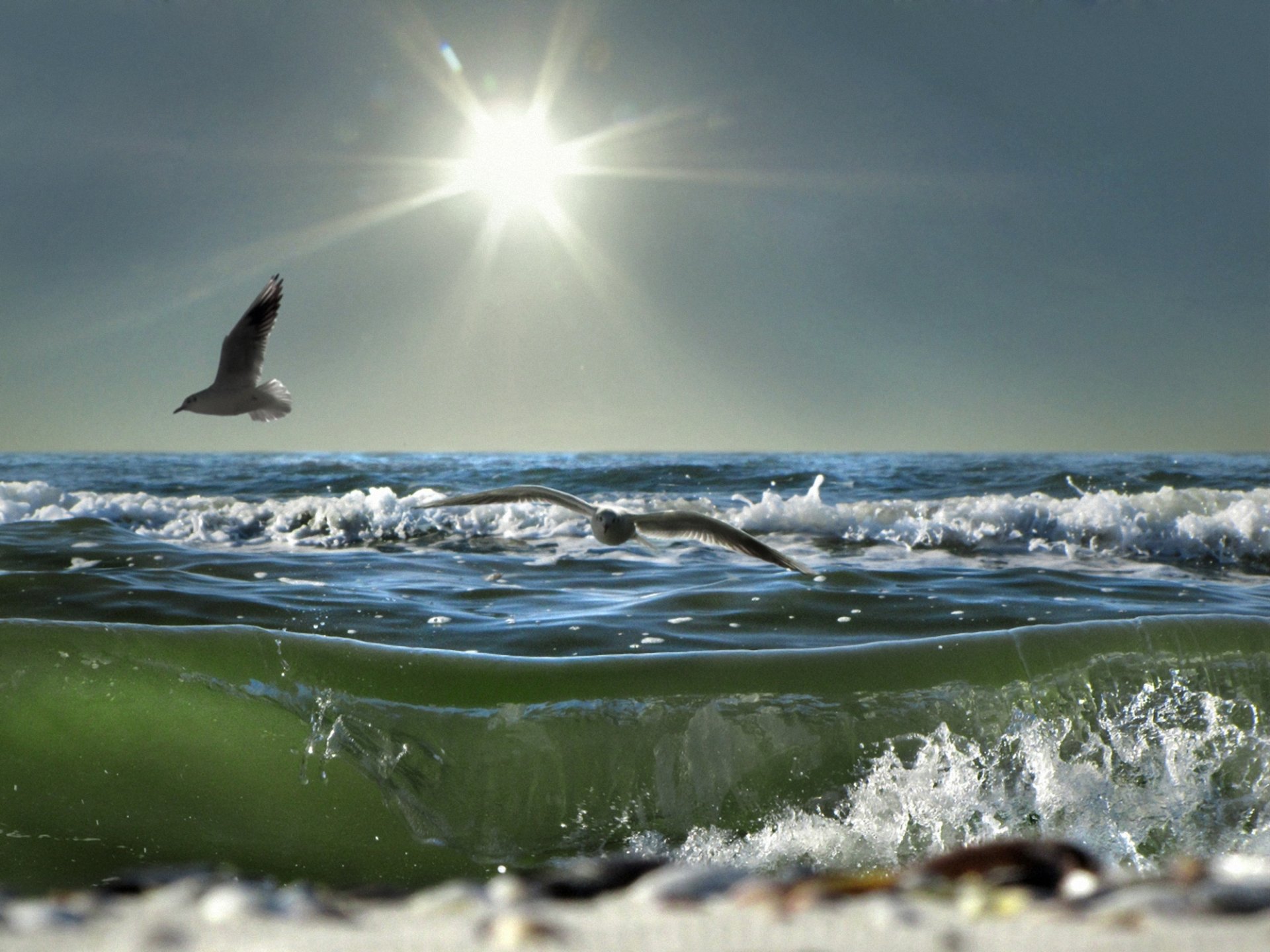 mar ola espuma sol gaviotas