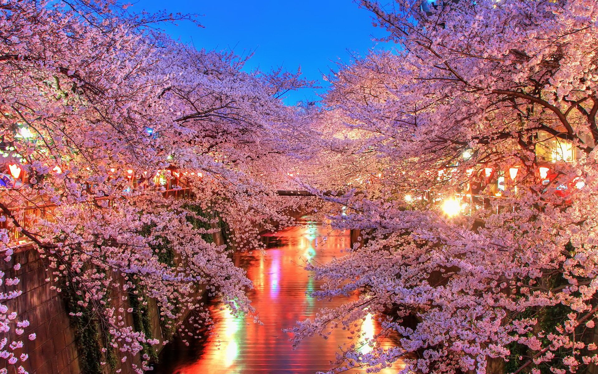 fiume lanterne luce alberi fiori primavera