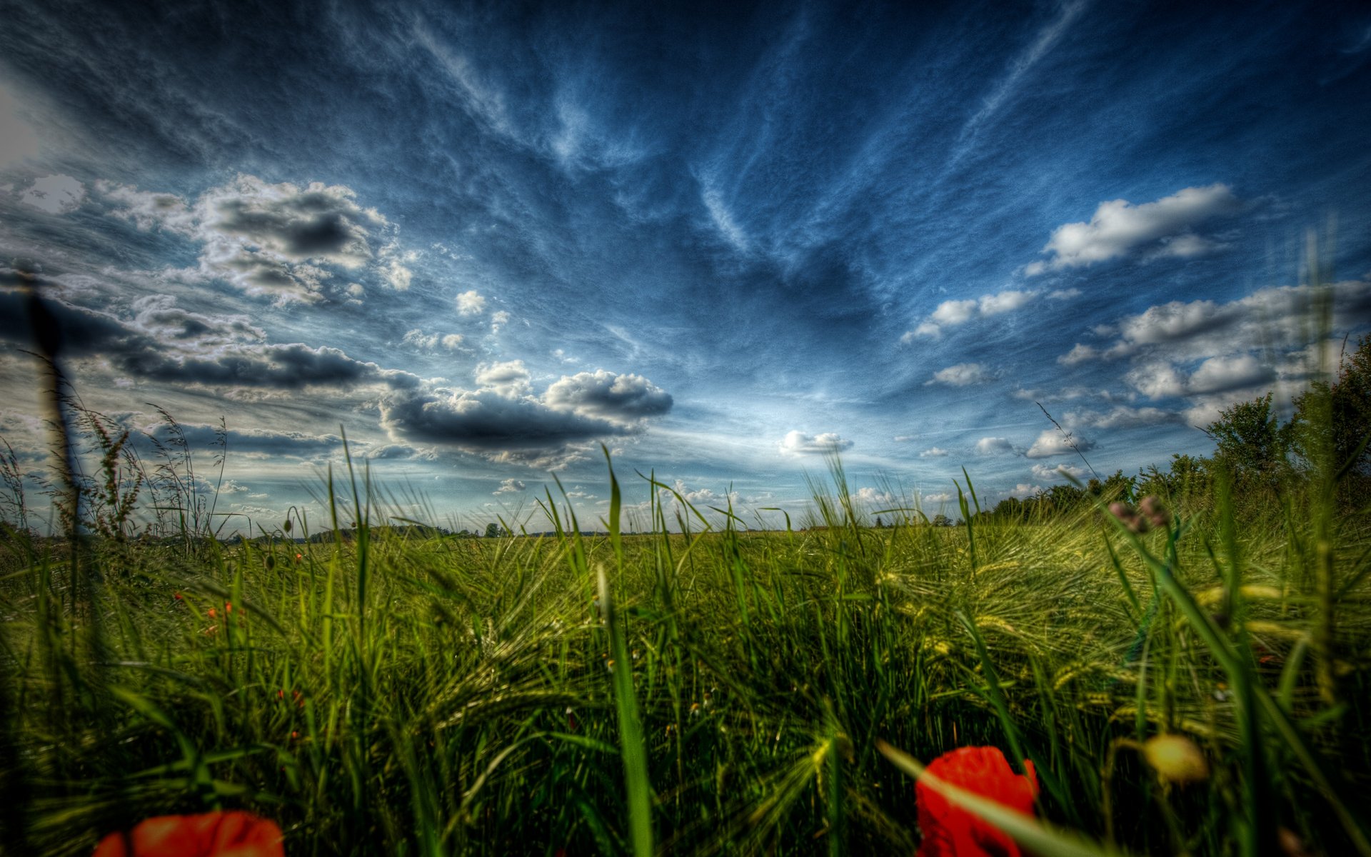 nature flower poppies grass close up landscape the field of the field