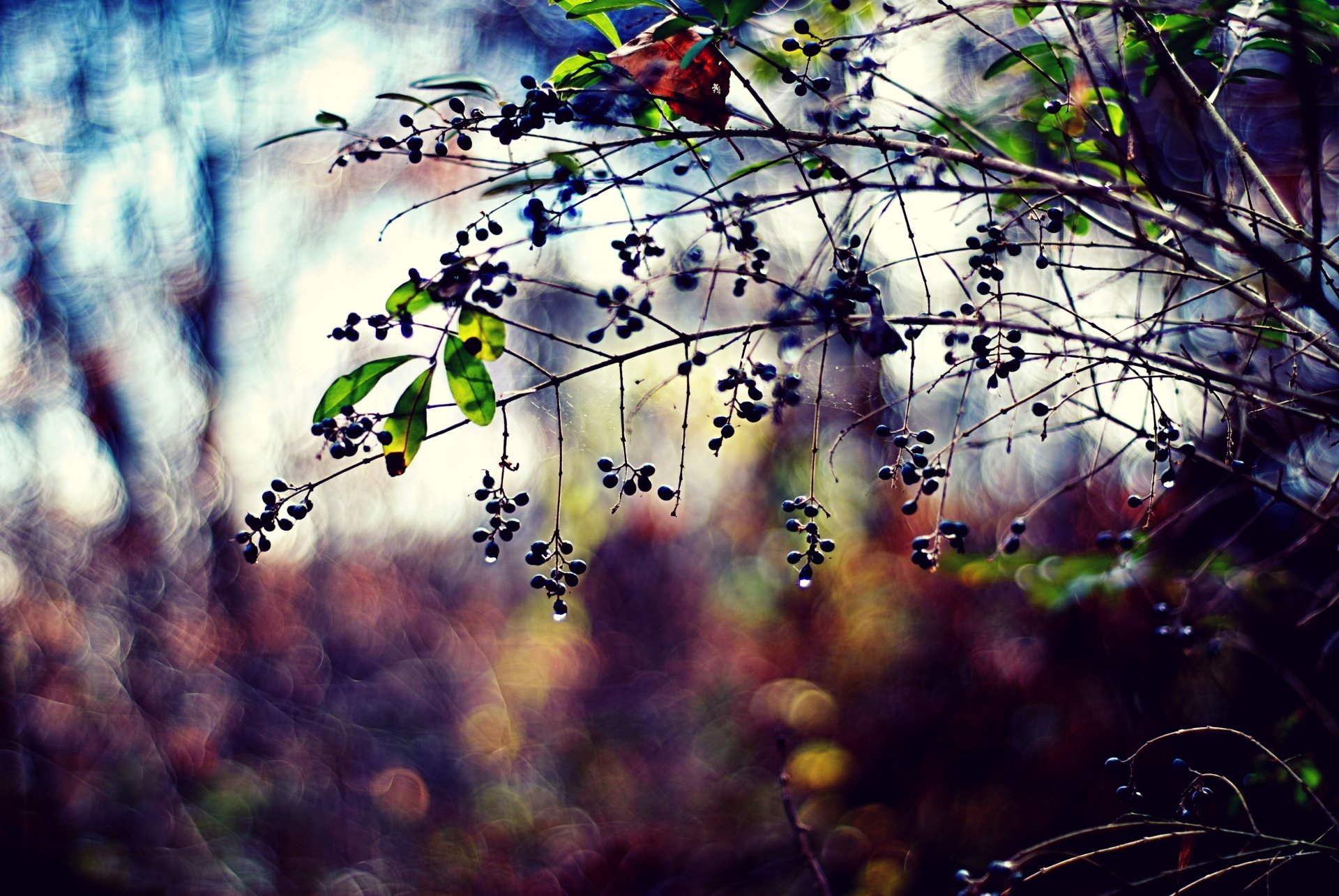 natura rami piante bacche foglie gocce foto sfocatura colori bokeh sfondo carta da parati