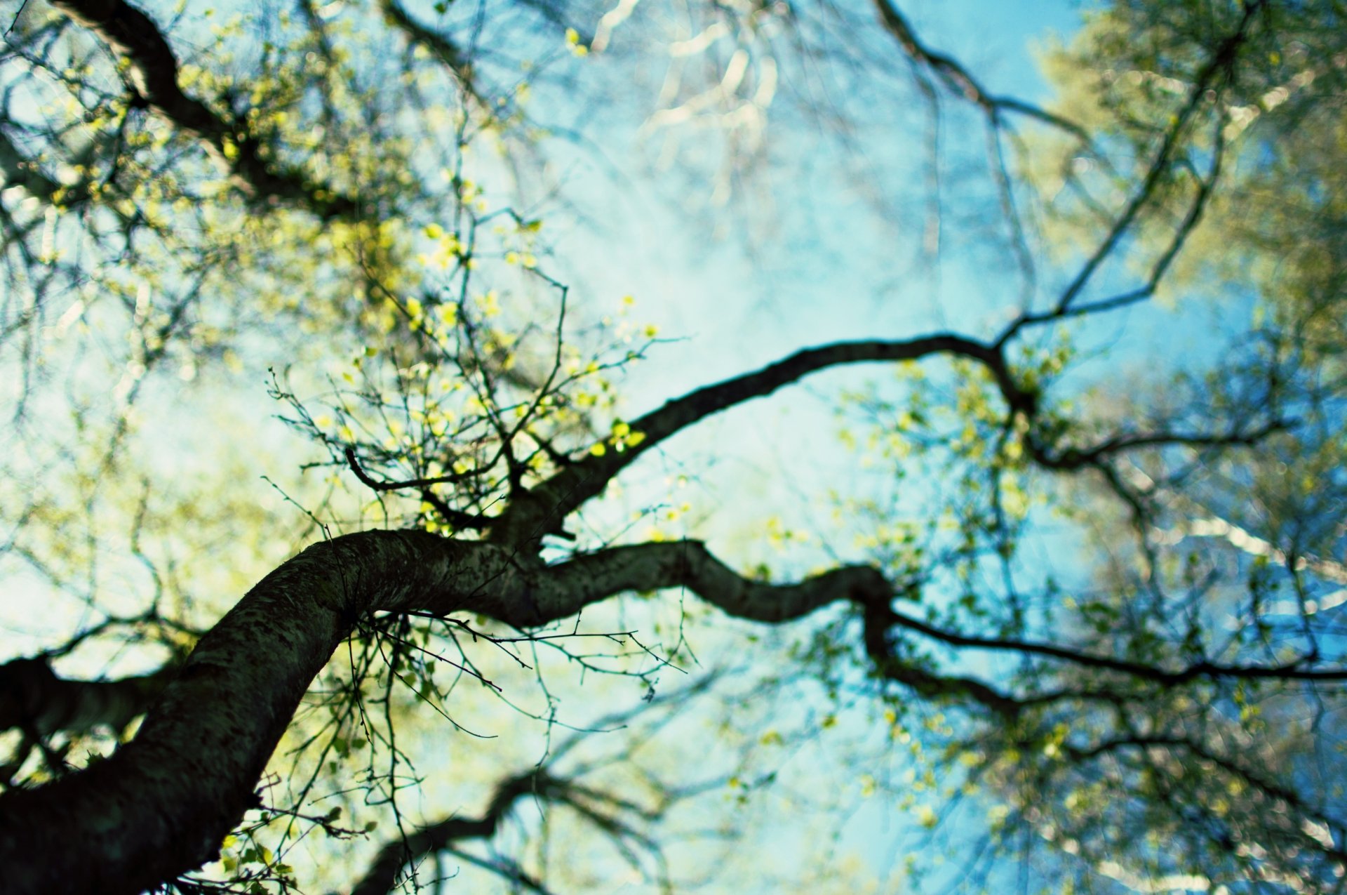 natura primavera alberi rami foglie fioritura cielo giorno sfondo carta da parati