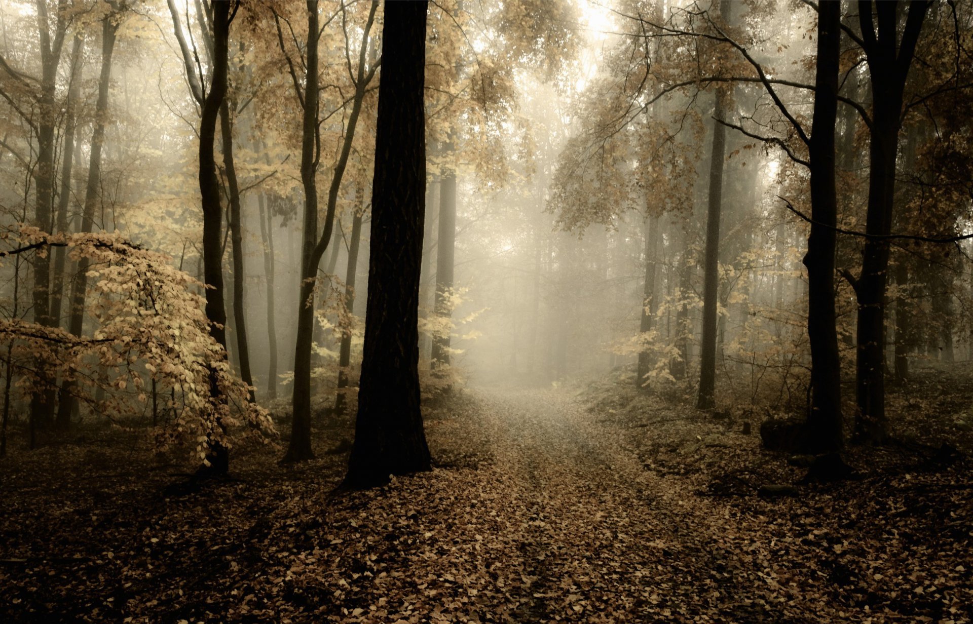 nature forest autumn dim day road