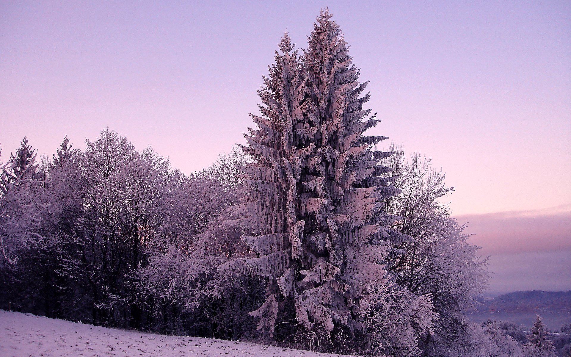 winter natur fichte fichte bäume baum schnee kälte frost himmel hügel