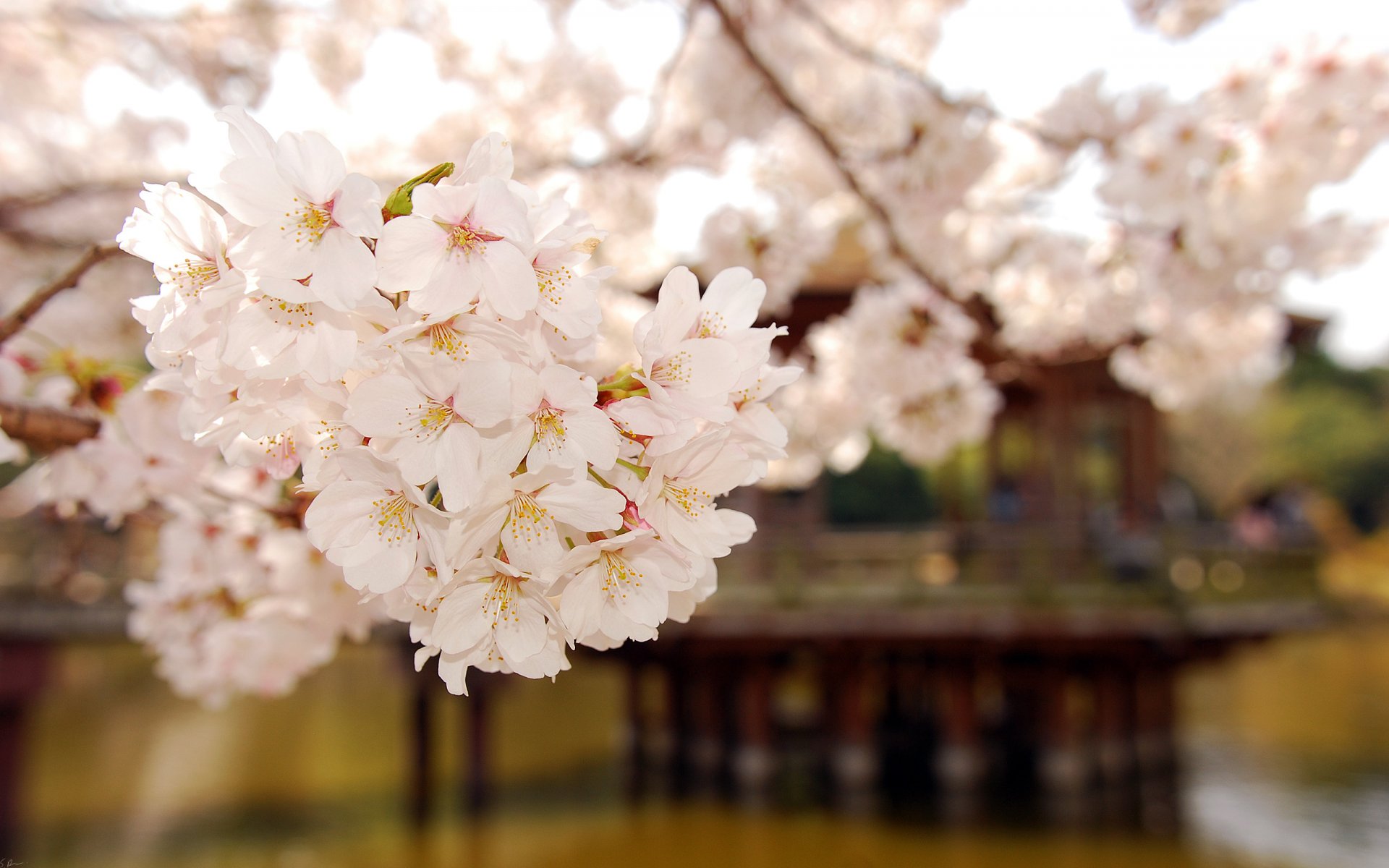 pring flower petals bloom branch