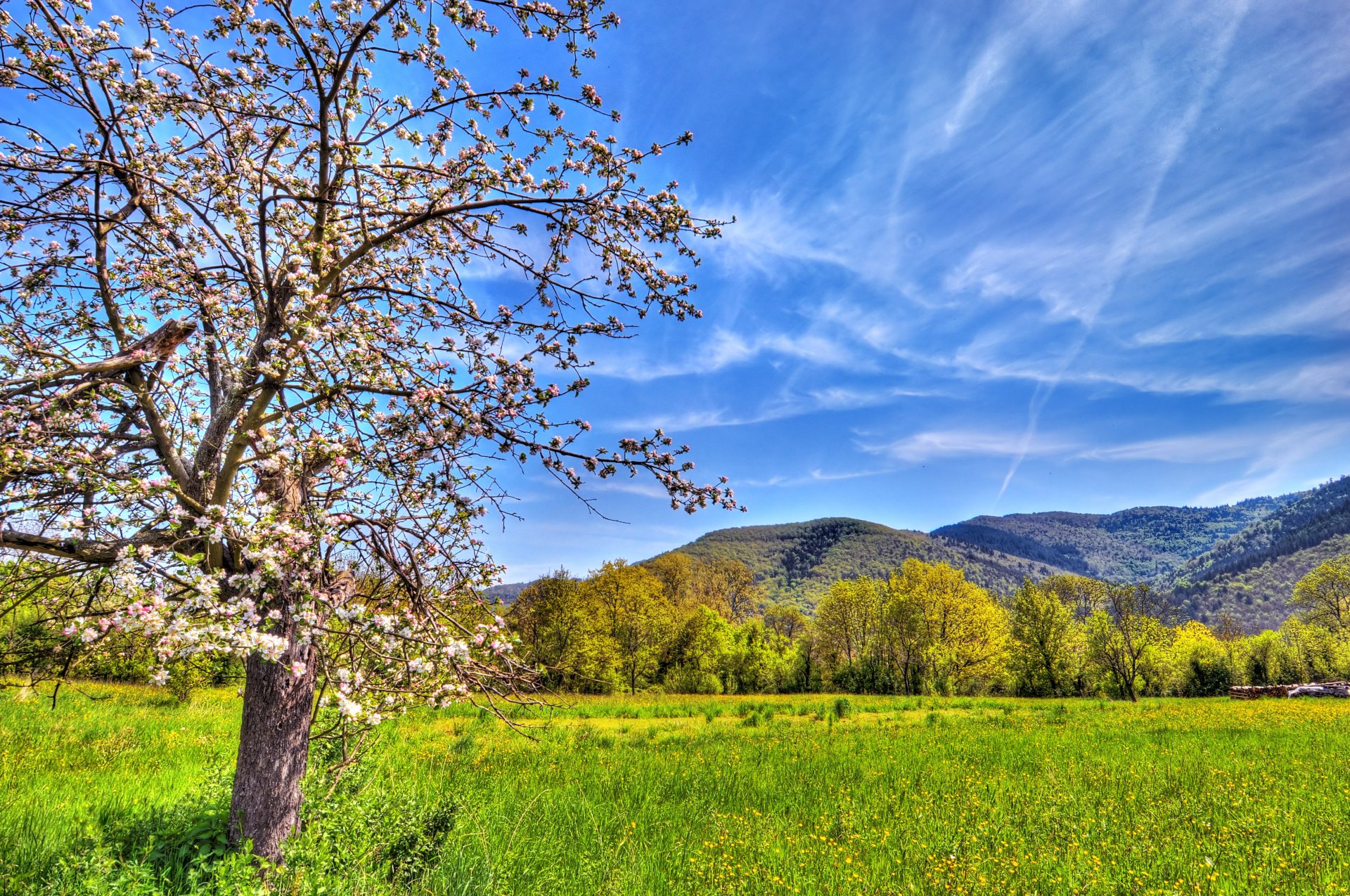 nature champ montagnes pommier couleur printemps ciel